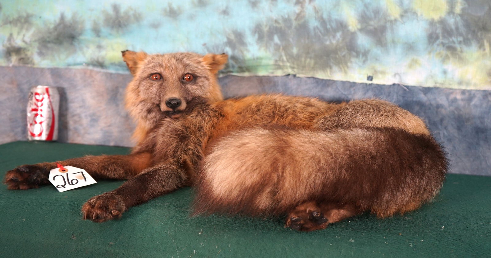 Beautiful Alaskan Cross Fox Full Body Taxidermy Mount (1 of 3)