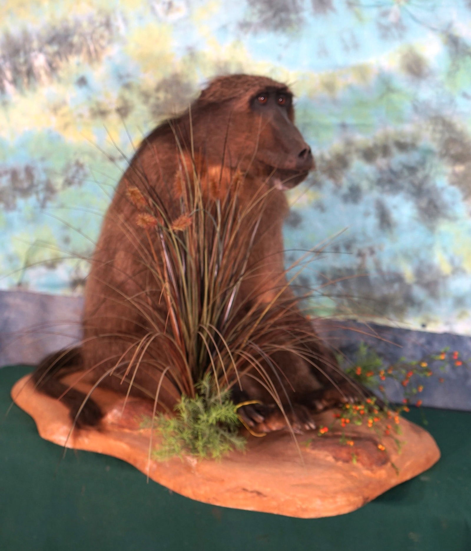 African Chacma Baboon Full Body Taxidermy Mount (1 of 3)