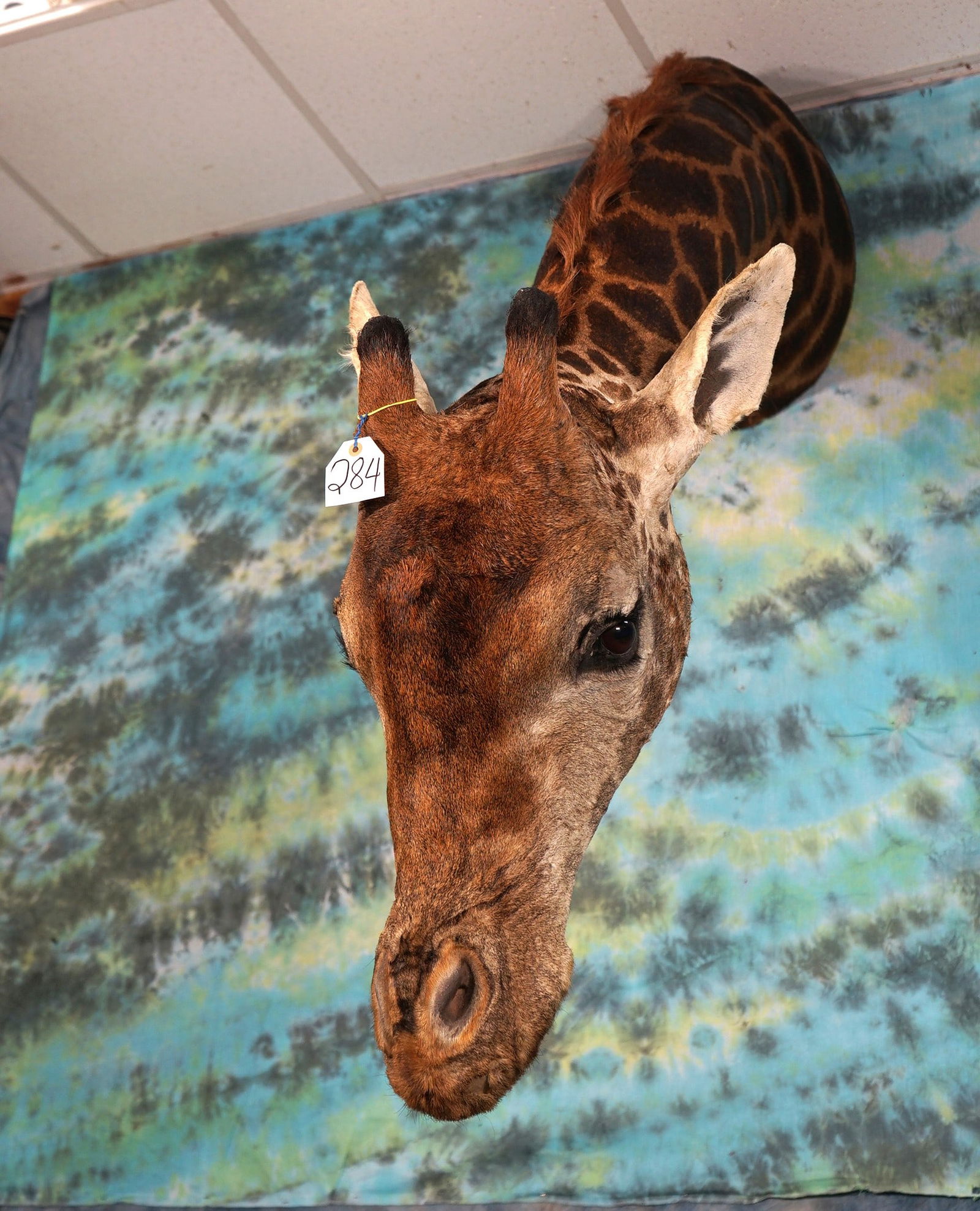 Cool Giraffe Neck Taxidermy Mount (1 of 5)