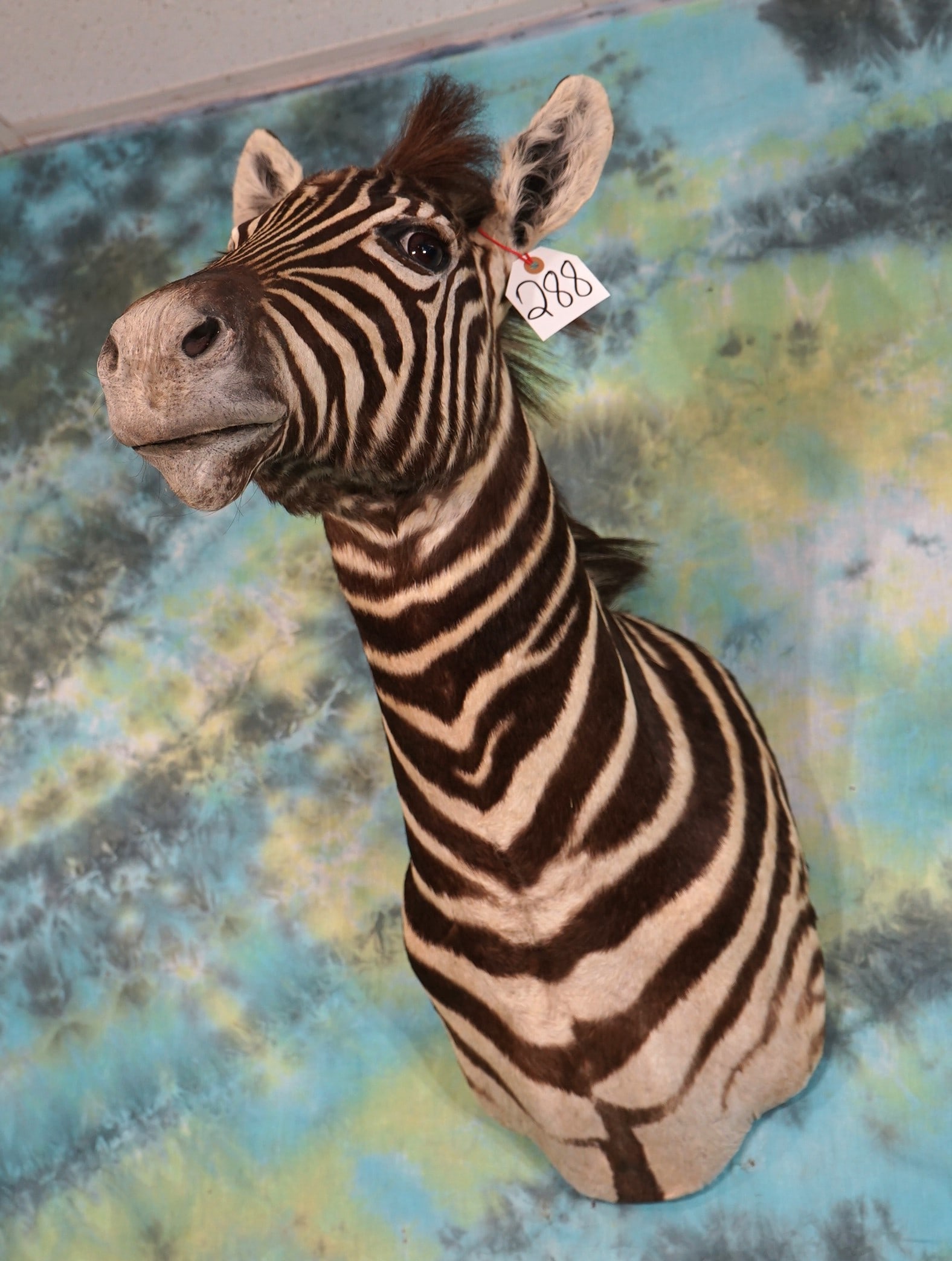African Zebra Colt Shoulder Taxidermy Mount (1 of 3)