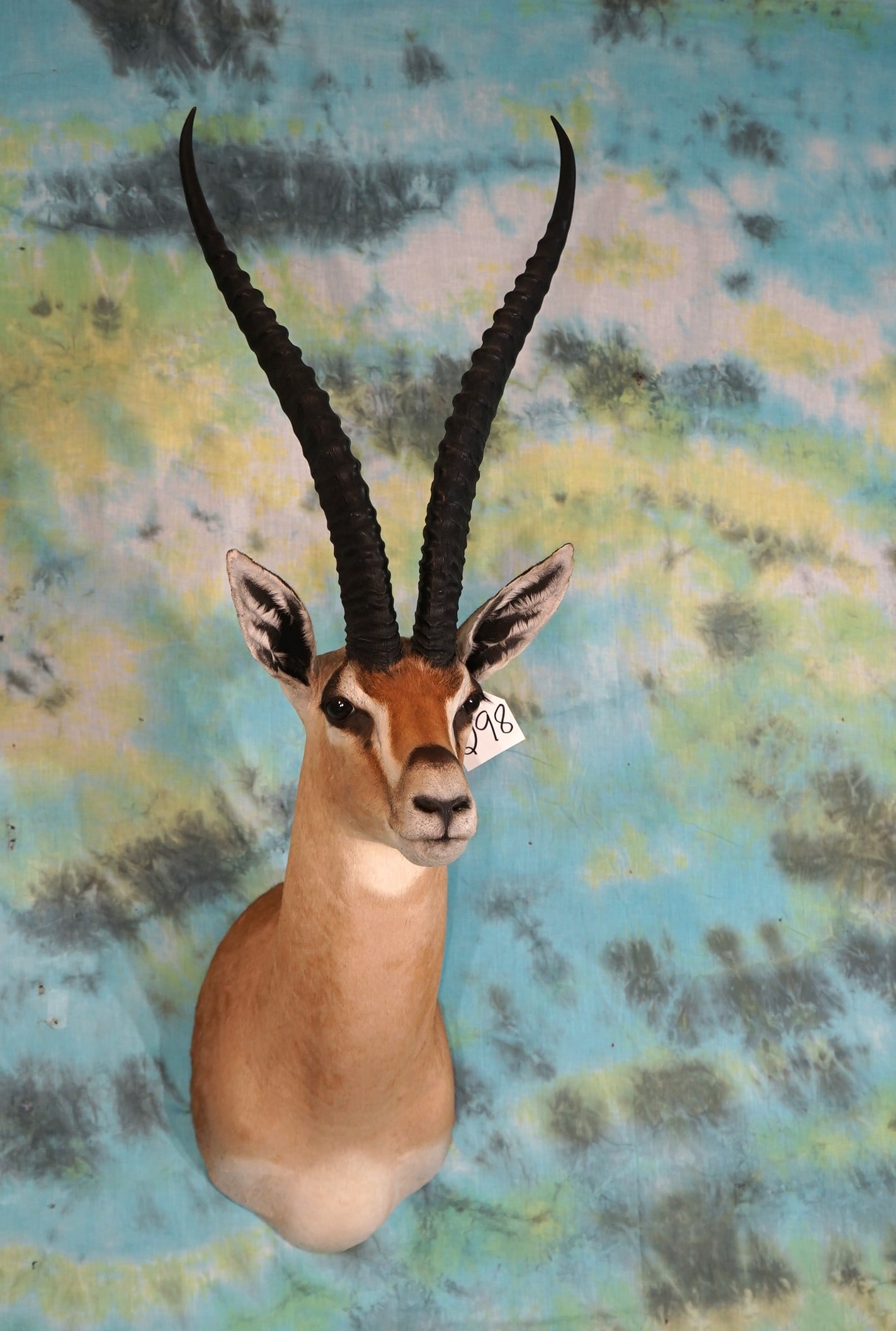 African Grant's Gazelle Shoulder Taxidermy Mount (1 of 3)