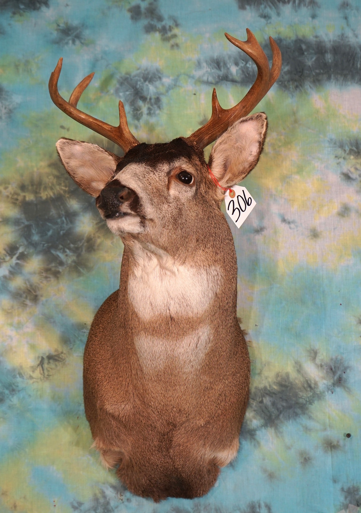Alaskan Sitka Blacktail Deer Shoulder Taxidermy Mount (1 of 2)