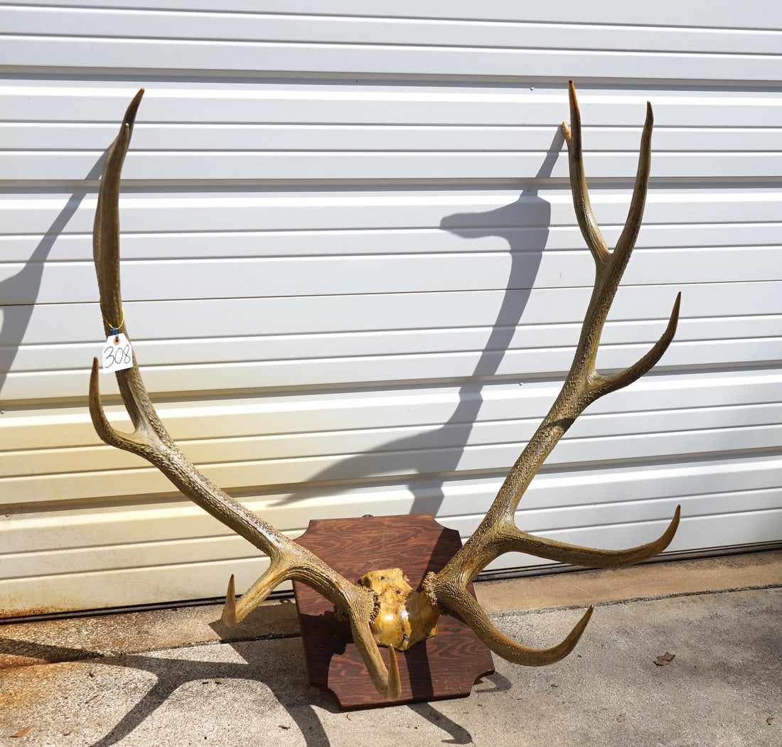 6 x 6 Elk Antlers on Plaque Taxidermy Mount (1 of 2)