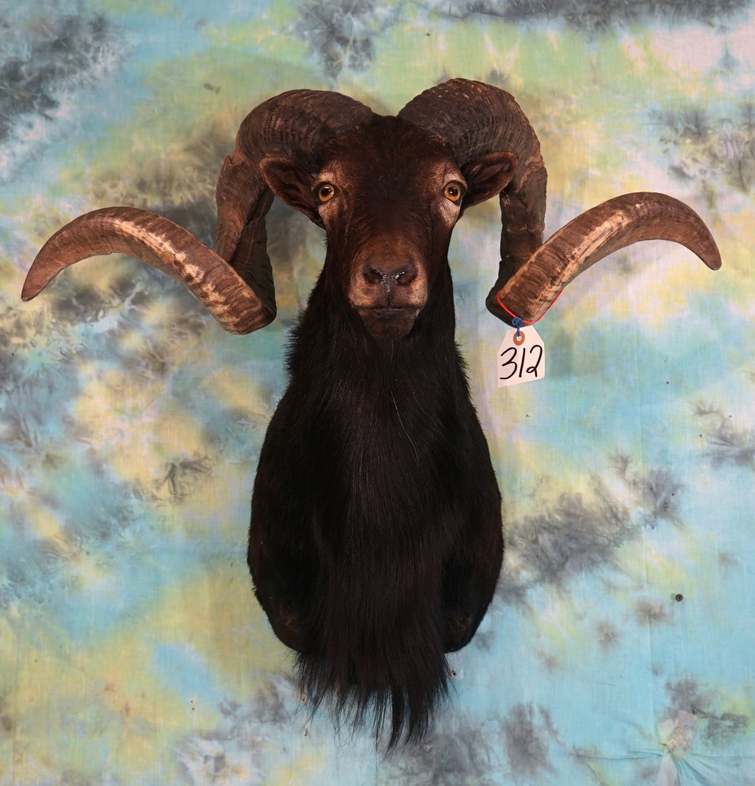 Black Hawaiian Sheep Shoulder Taxidermy Ram Mount (1 of 2)