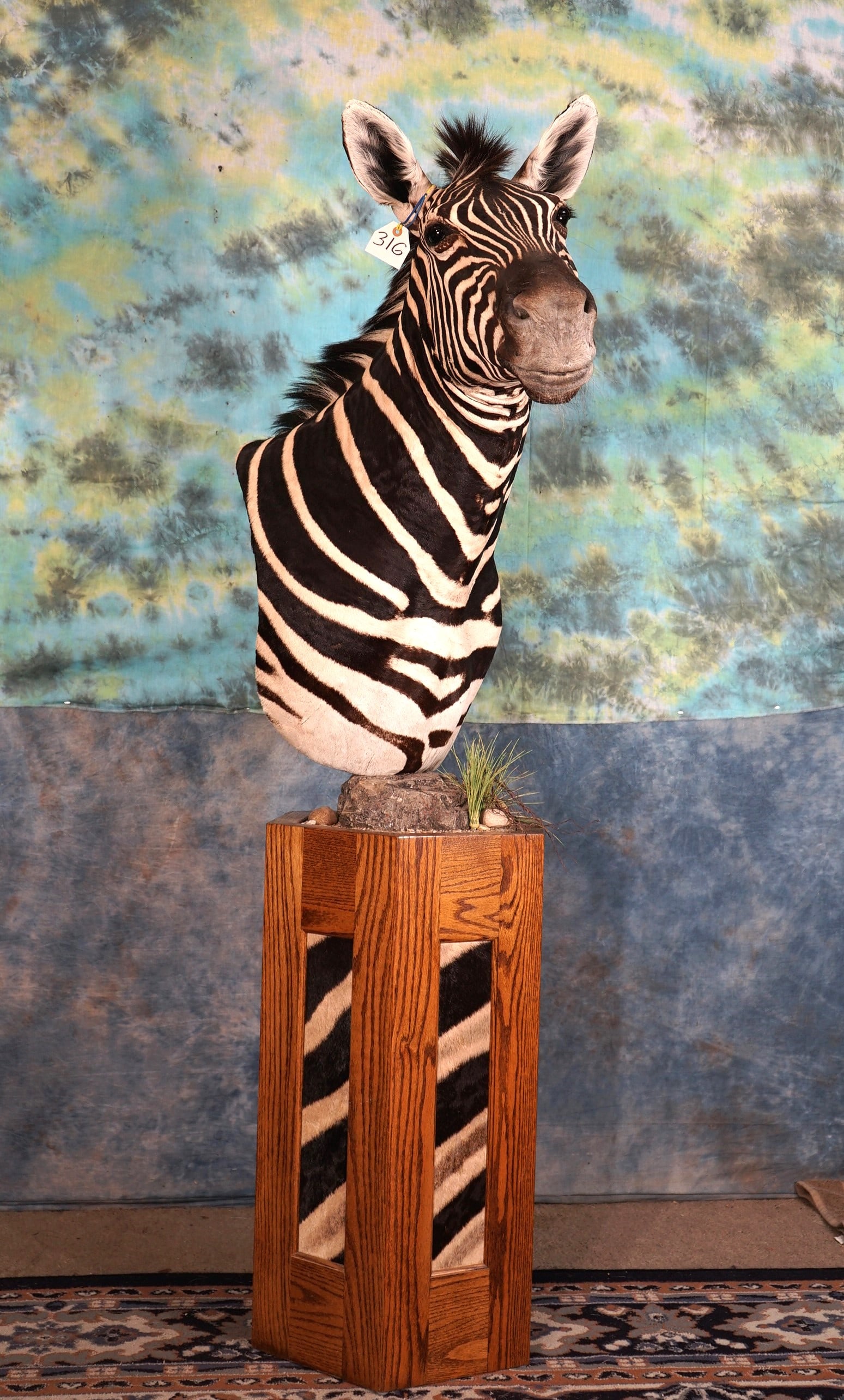 Beautiful Zebra Shoulder Pedestal Floor Mount Taxidermy (1 of 5)