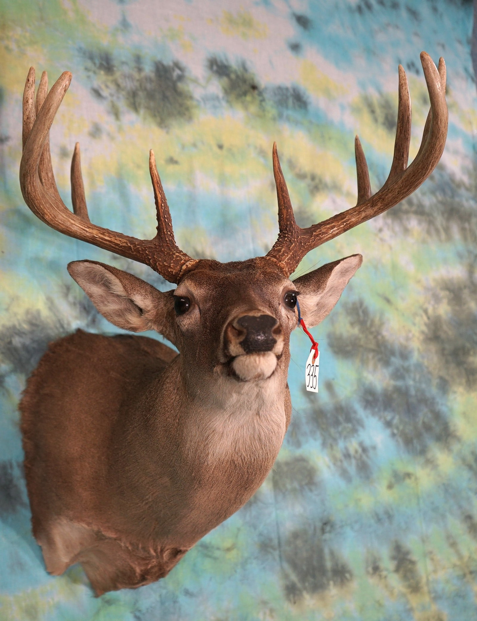 10pt. Whitetail Deer Shoulder Taxidermy Mount: This mount is clean, smoke free, and in very good condition. The taxidermy quality is a 9.