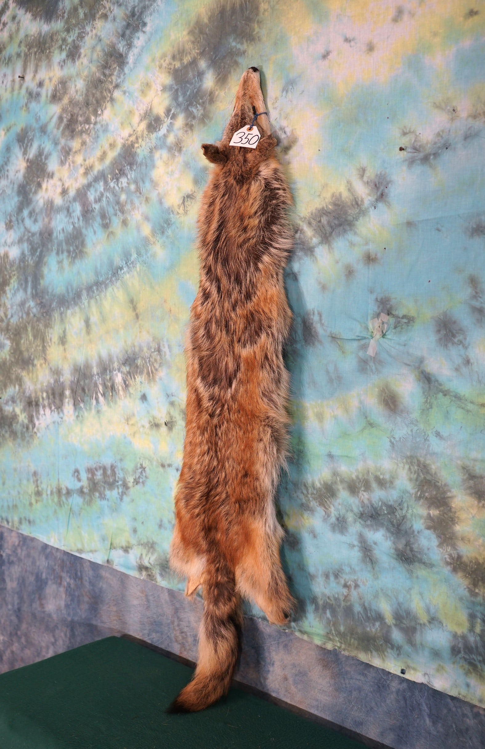 Tanned Coyote Full Skin Taxidermy: Here we have the whole skin including head, tail, and most of the legs above the knees.