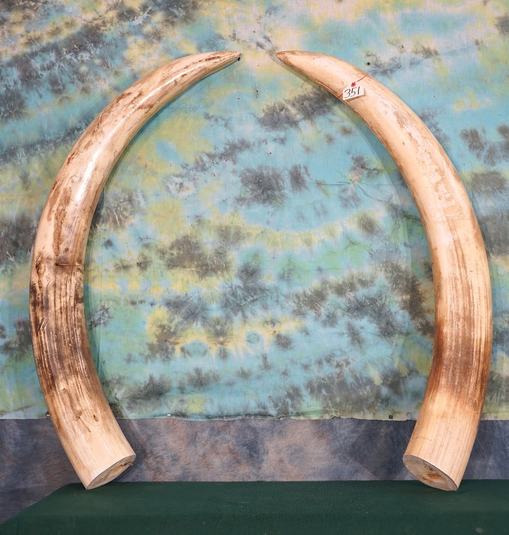 Pair of Fiberglass Reproduction Elephant Tusk: These tusk are exact replicas from a Bull Elephant that had approximately 50 lbs. of tusk on each side. Bases can easily be made for these, or they can be glued down on panels.