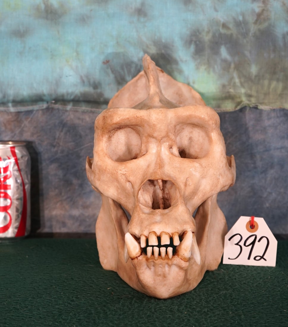 Large African Gorilla Skull Quality Fiberglass Resin Reproduction (1 of 3)