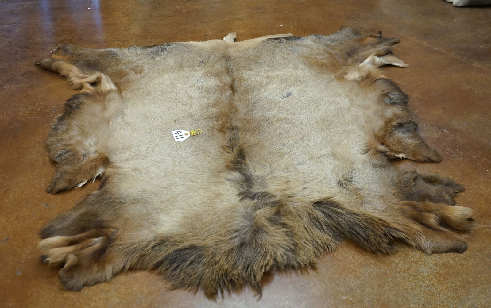 Soft Tanned Full Elk Backskin Taxidermy (1 of 1)