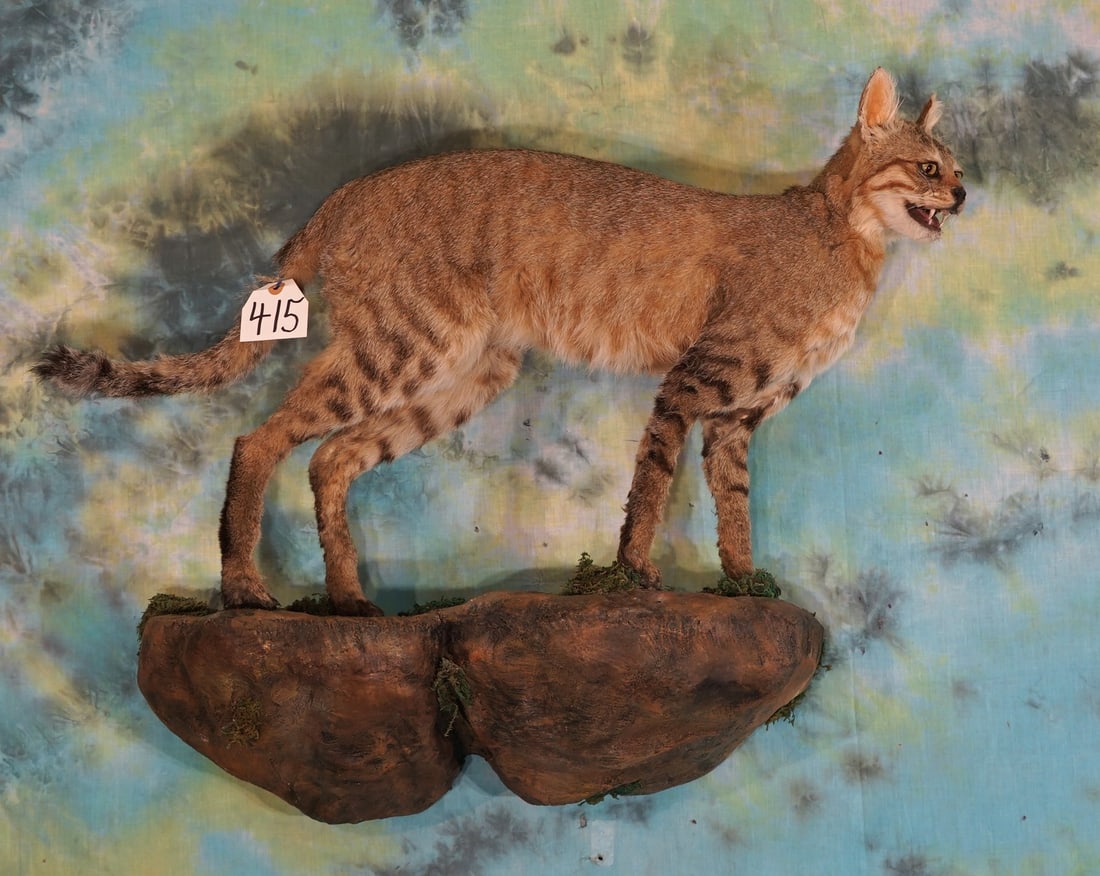 Full Body African Wild Desert Cat Taxidermy Mount (1 of 2)