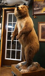 Mountain Grizzly Bear Full Body Taxidermy Mount