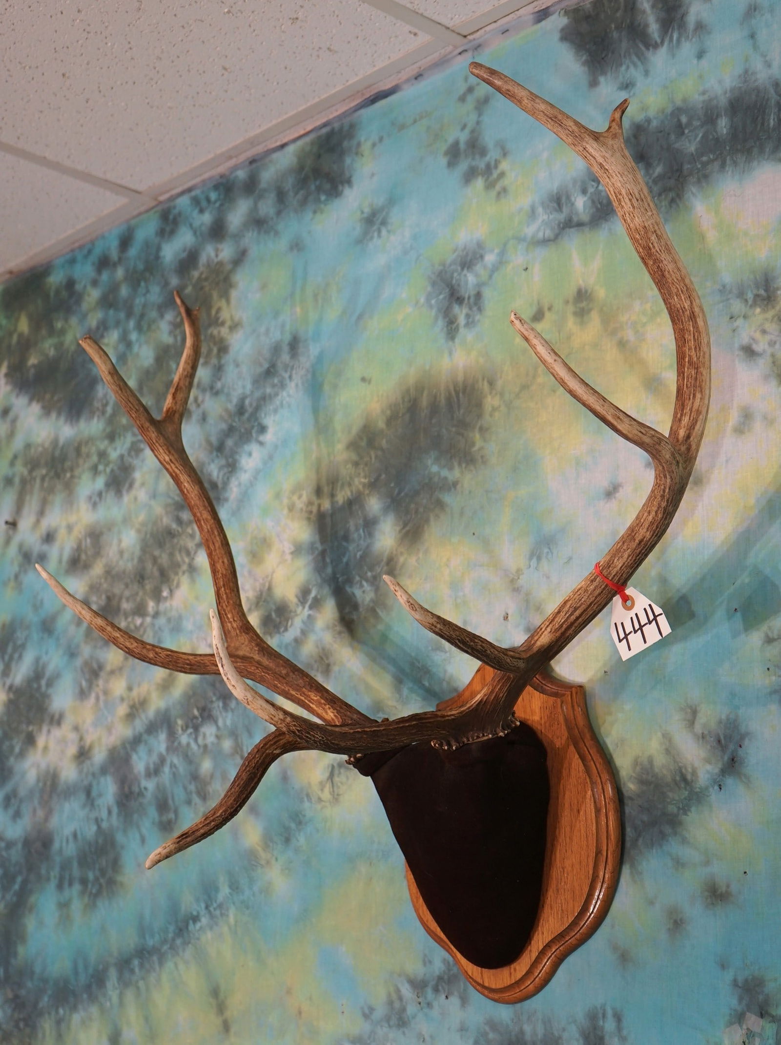 5 x 4 Elk Antlers on Oak Panel Taxidermy (1 of 2)