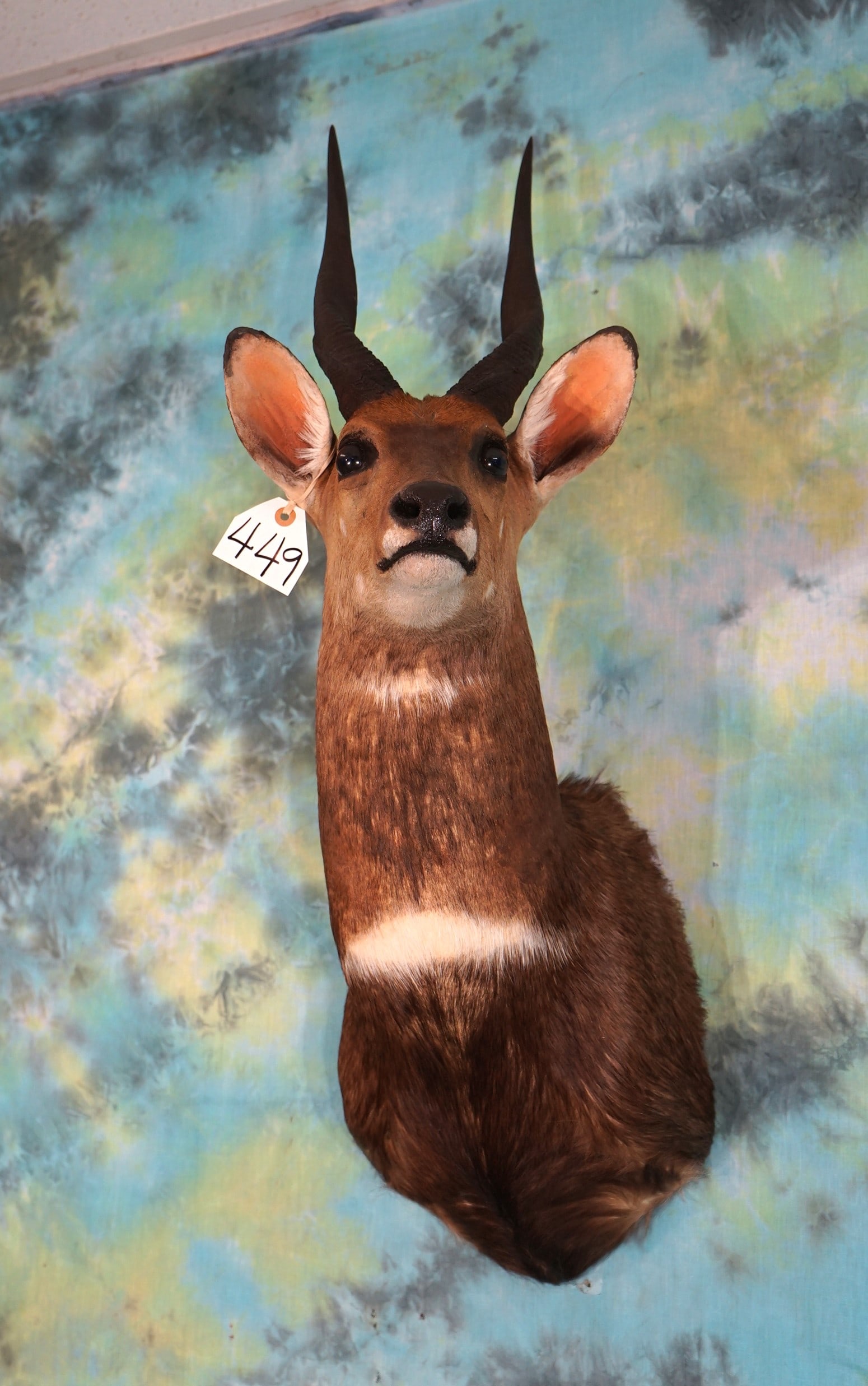 African Cape Bushbuck Shoulder Taxidermy Mount (1 of 2)