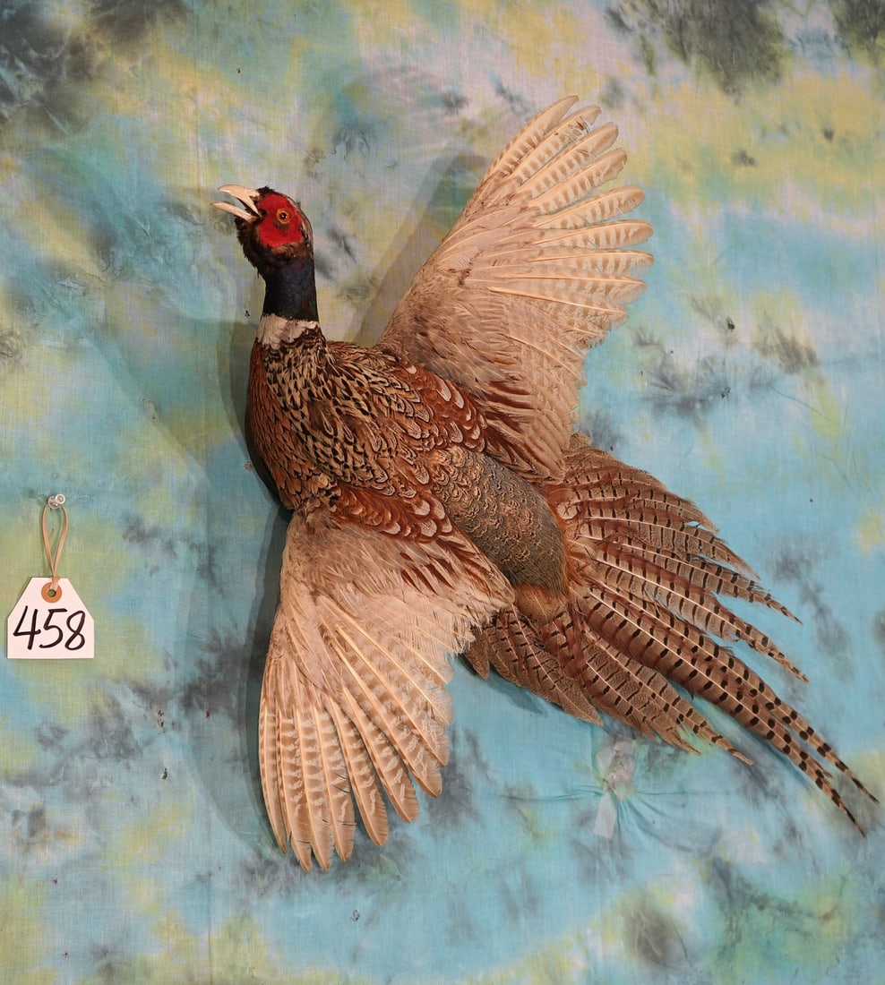Flying Ringneck Pheasant Taxidermy Bird Mount (1 of 1)