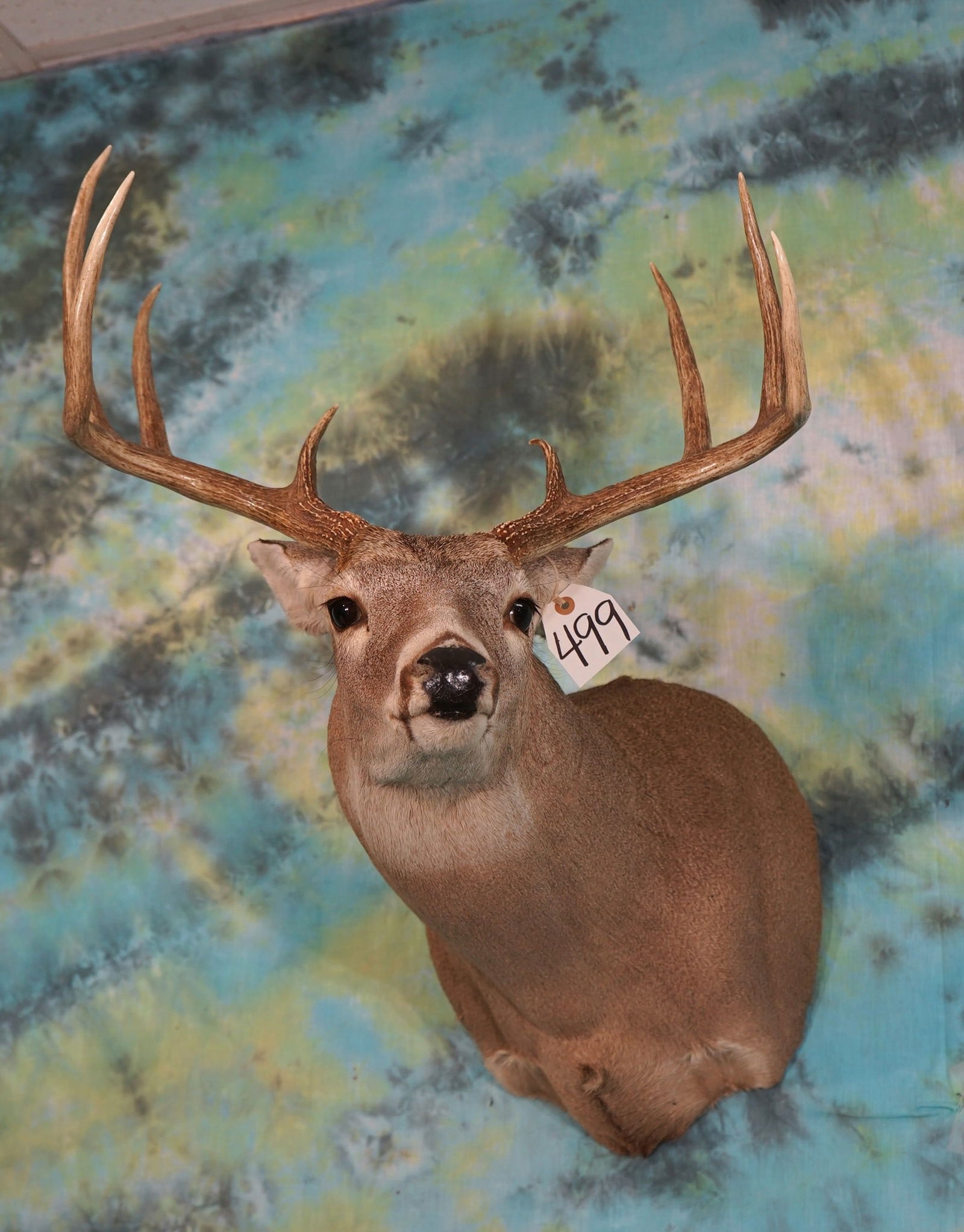 8pt. Texas Whitetail Deer Shoulder Taxidermy Mount (1 of 2)