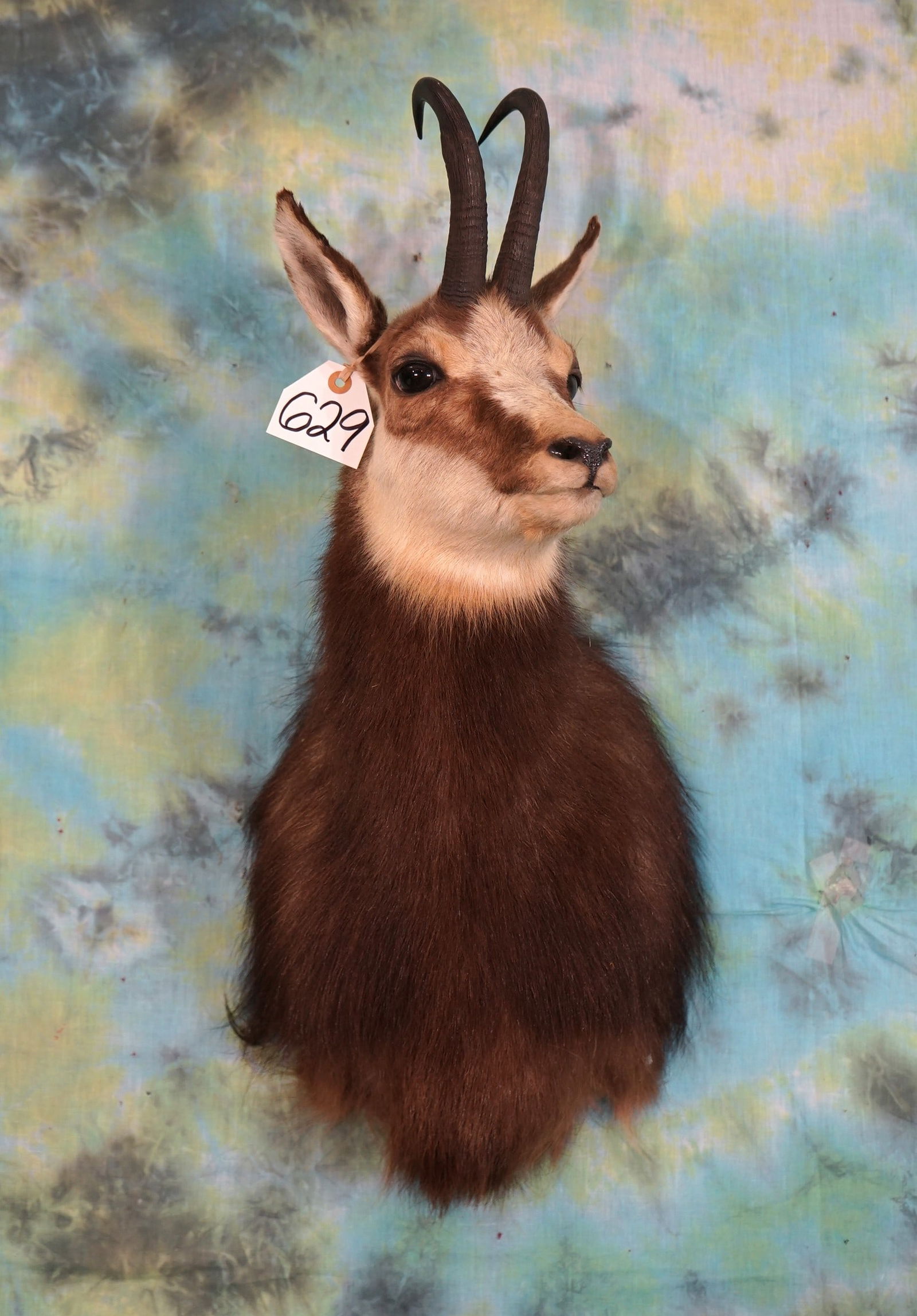 Beautiful Alpine Chamois Shoulder Taxidermy Mount (1 of 2)