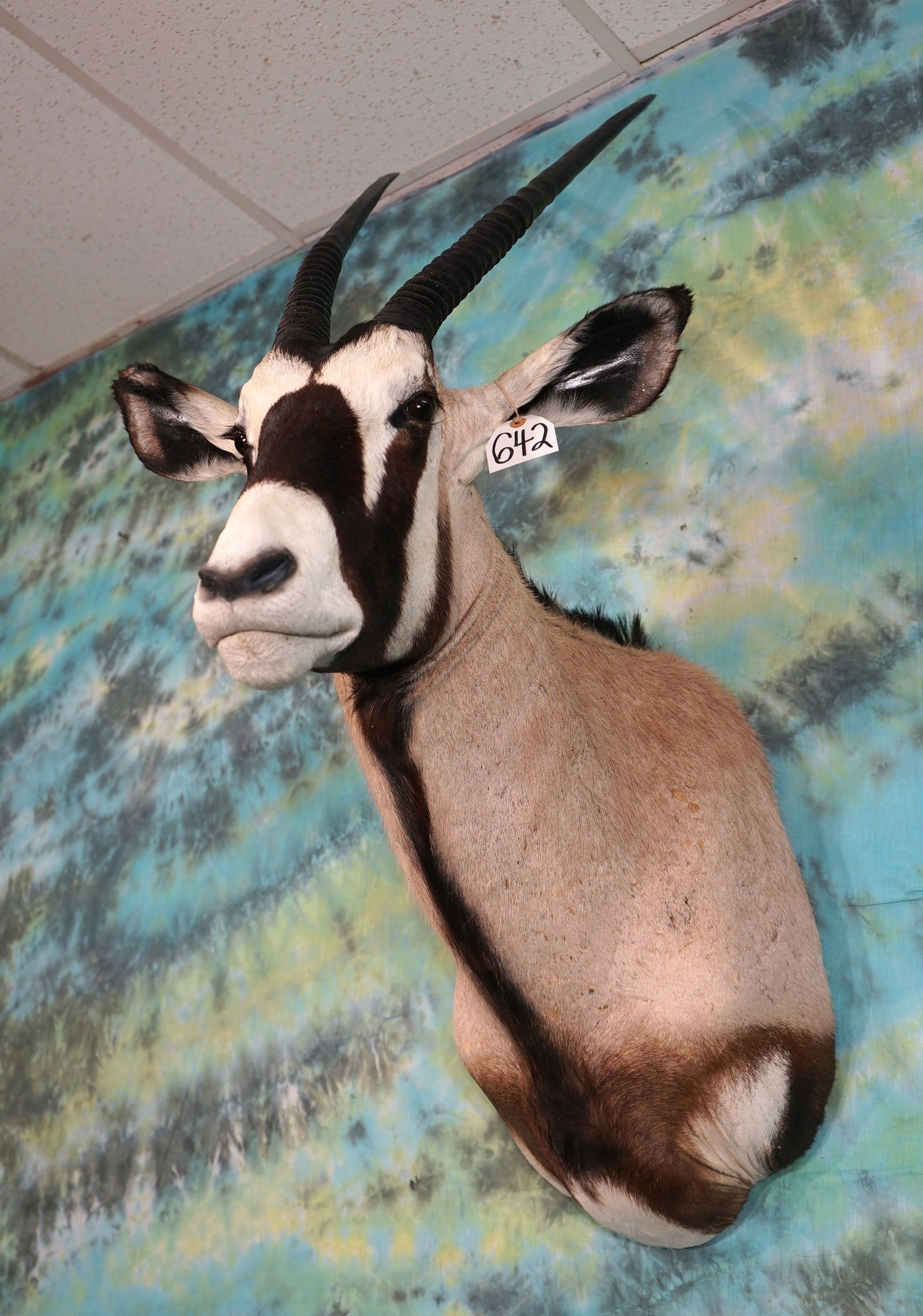 African Gemsbuck Antelope Shoulder Taxidermy Mount (1 of 3)