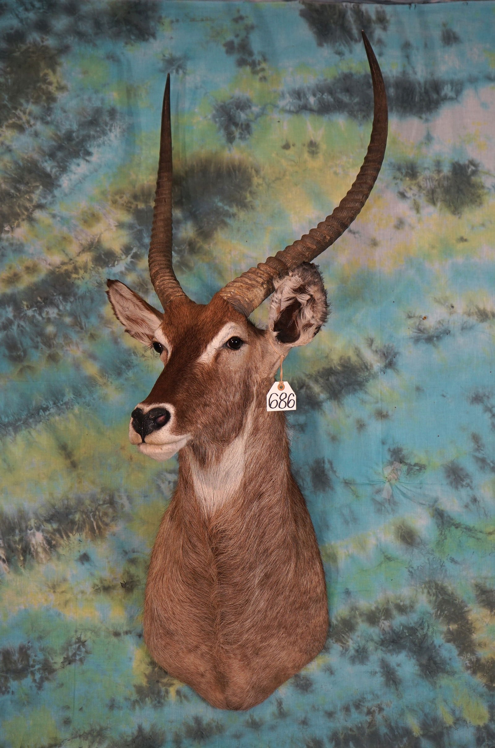 African Common Waterbuck Shoulder Taxidermy Mount (1 of 2)