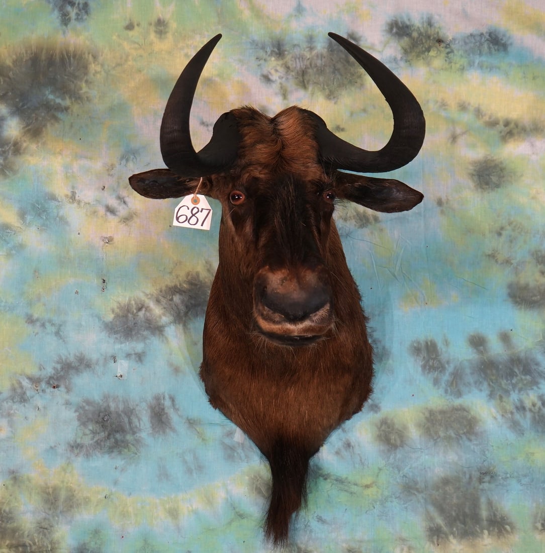 African Black Wildebeest Shoulder Taxidermy Mount (1 of 2)