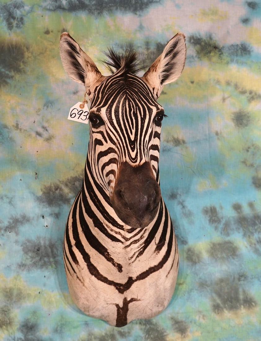 Beautiful African Zebra Shoulder Taxidermy Mount (1 of 2)
