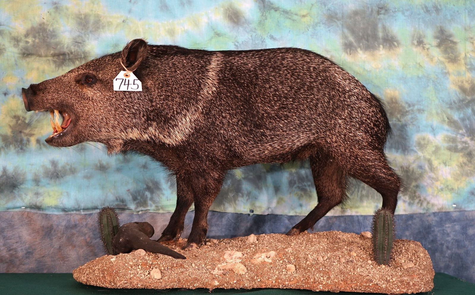 Full Body Collared Peccary Javelina Taxidermy Mount in Habitat (1 of 2)