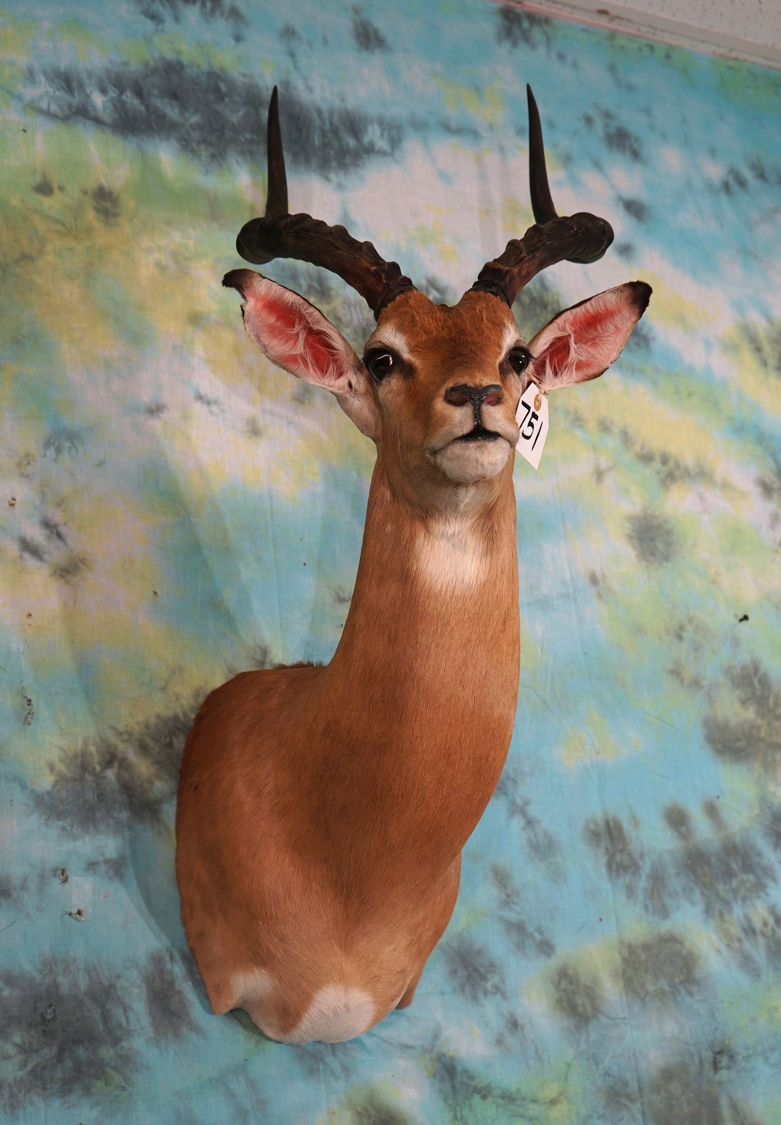 African Southern Impala Shoulder Taxidermy Mount (1 of 2)