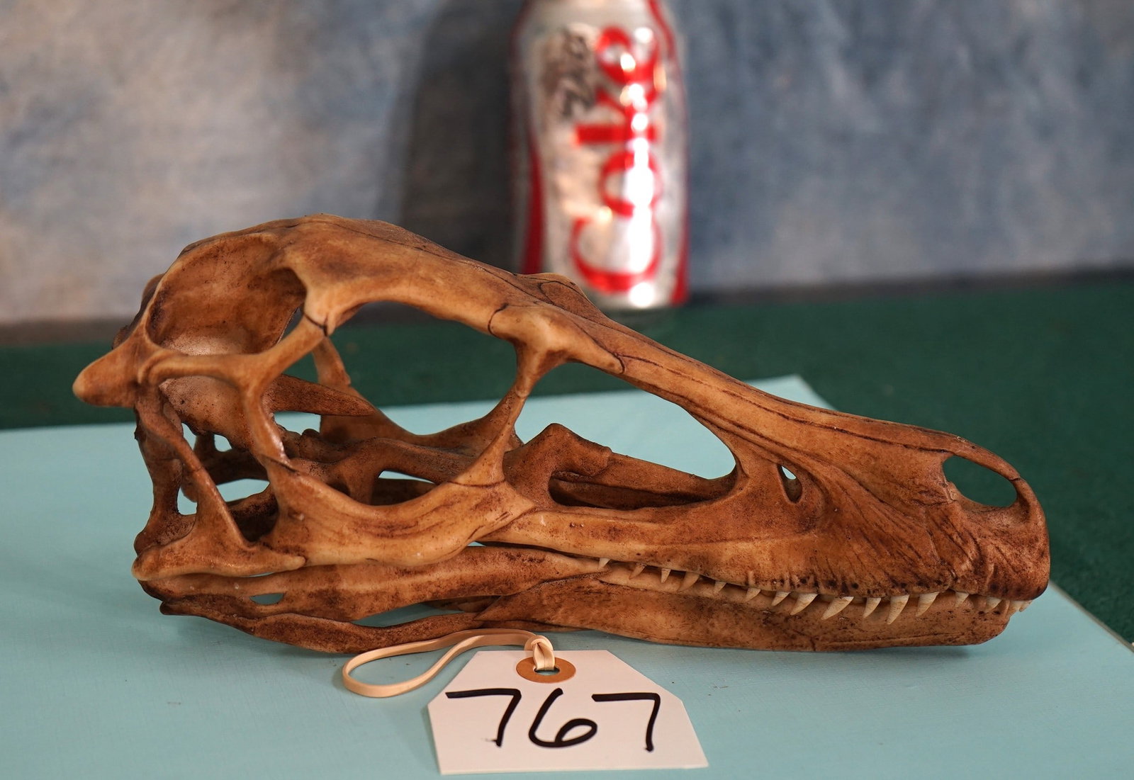 High Quality Velociraptor Skull Fiberglass Reproduction: Velociraptor stood 3 to 3 1/2 feet high and was approximately 10 feet long nose to tail. They were the Coyote of the Cretaceous Period. This skull is 1 x 1, or actual real size and it looks better tha