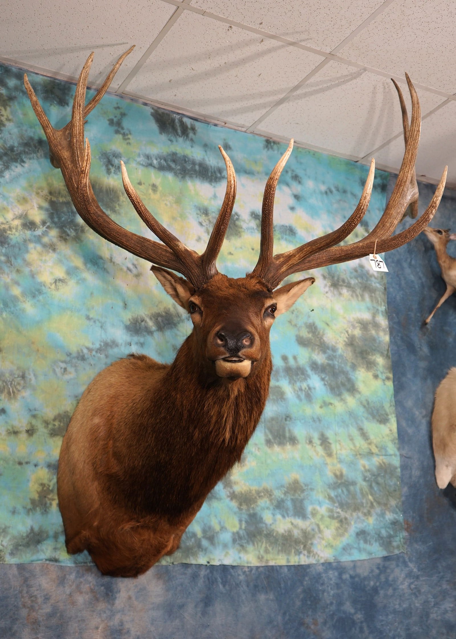 Boone & Crockett 7 x 7 Elk Shoulder Taxidermy Mount (1 of 3)