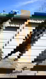 Giant 10 1/2 Footer Kodiak Brown Bear Full Body Taxidermy Mount