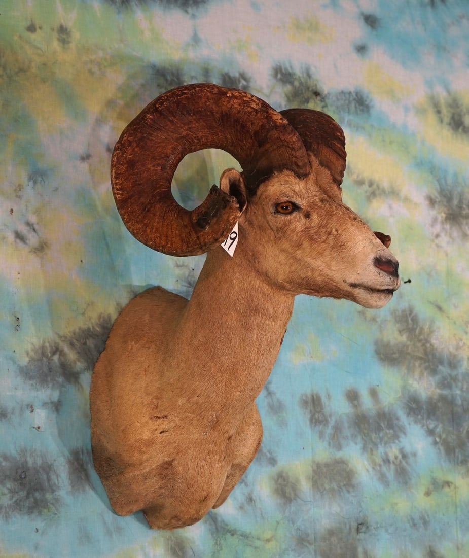 Desert Bighorn Sheep Shoulder Taxidermy Mount (1 of 3)