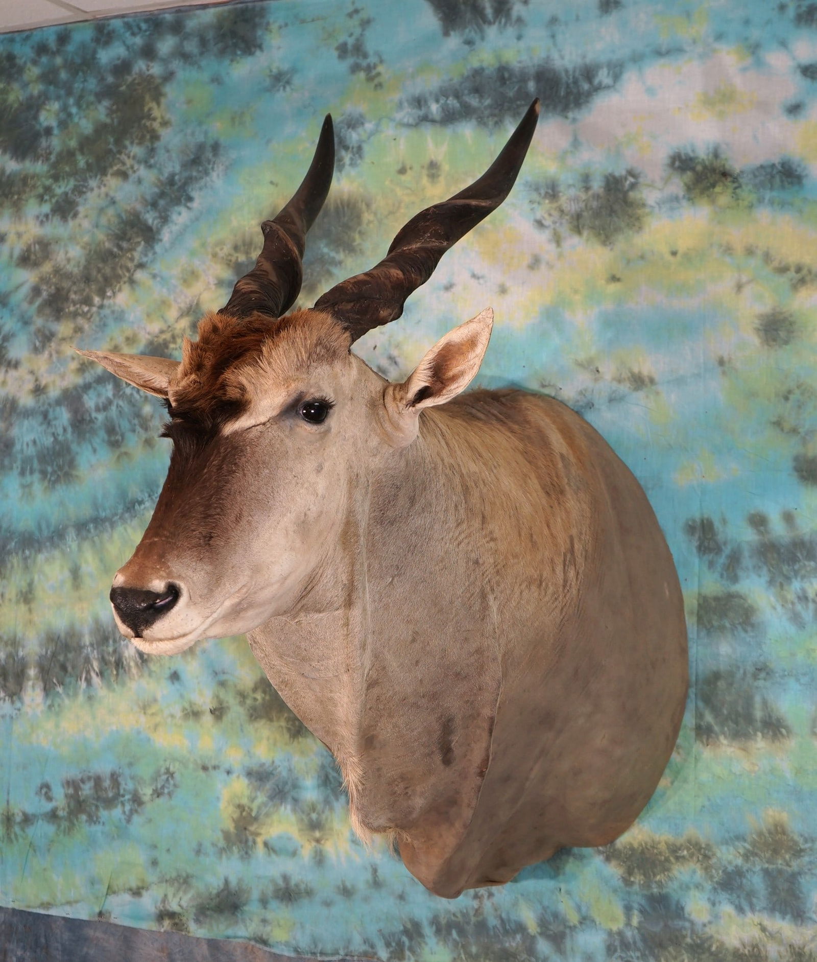 African Livingstone Eland Shoulder Taxidermy Mount (1 of 2)