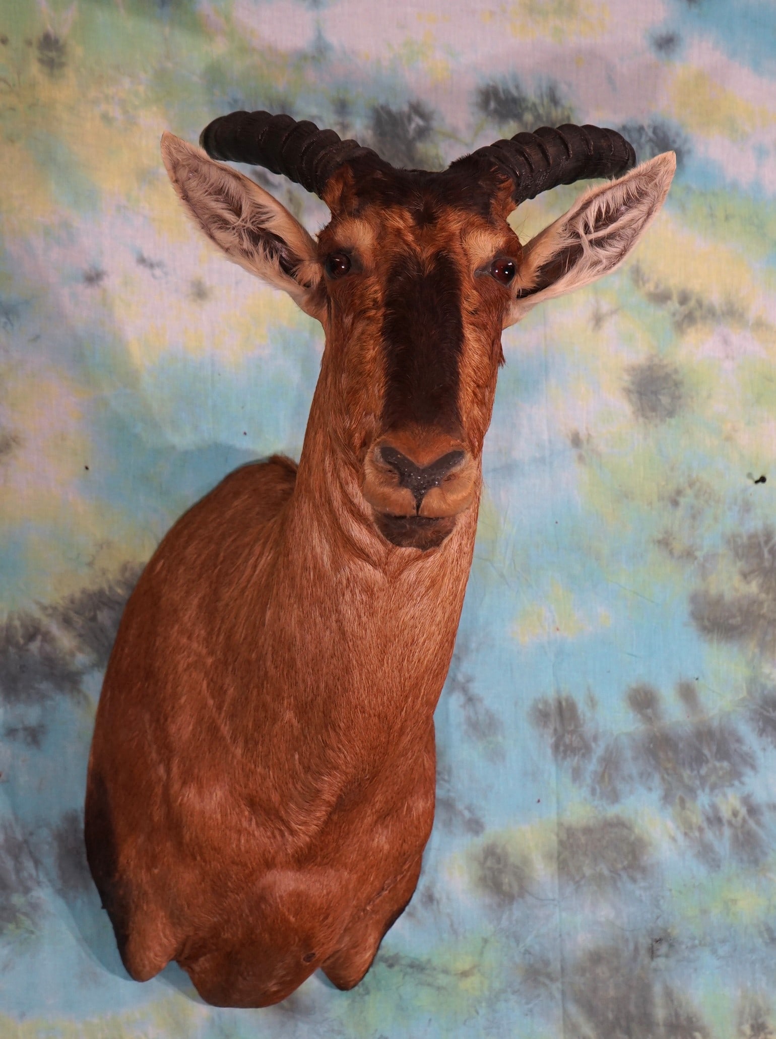 African Tsessebee Antelope Shoulder Taxidermy Mount (1 of 3)