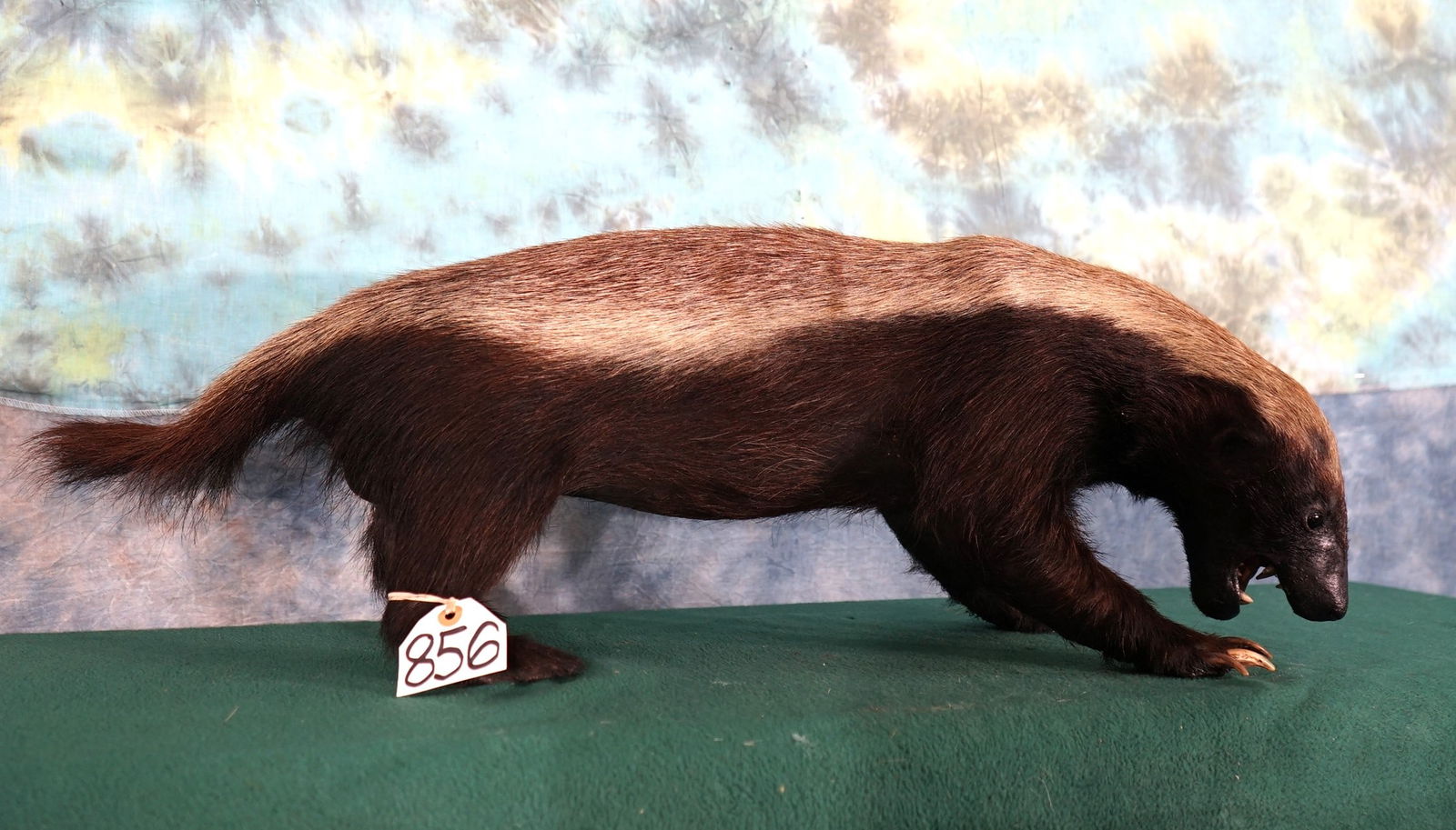 Rare African Honey Badger Full Body Taxidermy Mount (1 of 4)