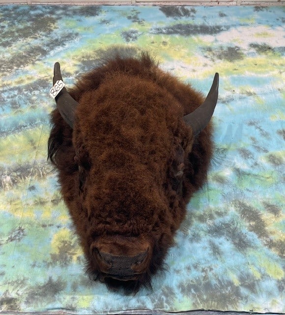 American Bison Rug Head For Table or Wall Display Taxidermy Mount (1 of 5)