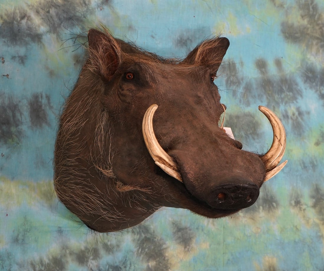 African Warthog Shoulder Taxidermy Mount (1 of 2)