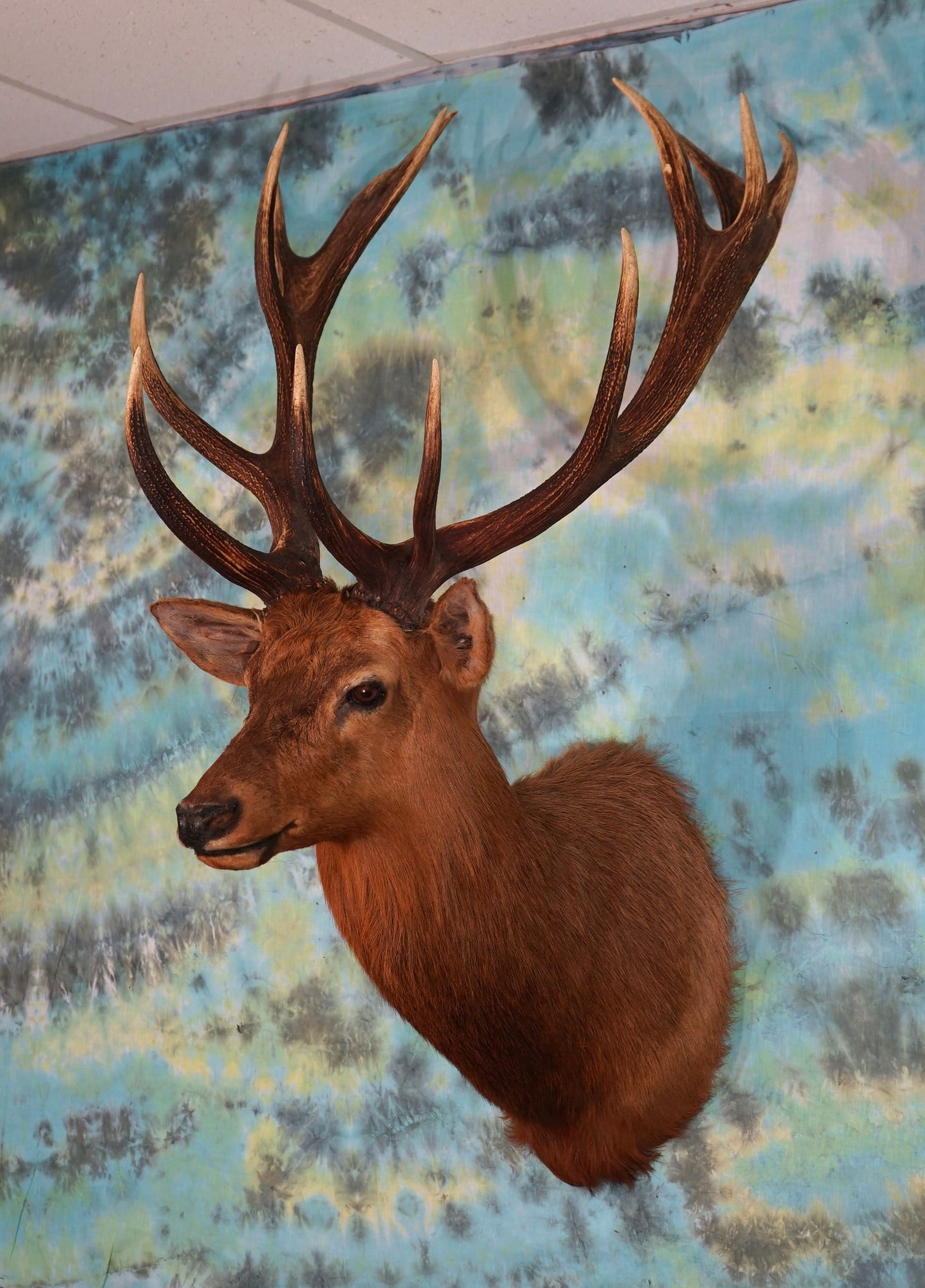 Red Stag Shoulder Taxidermy Mount: This mount is clean and good condition. The taxidermy grades an 8.25.