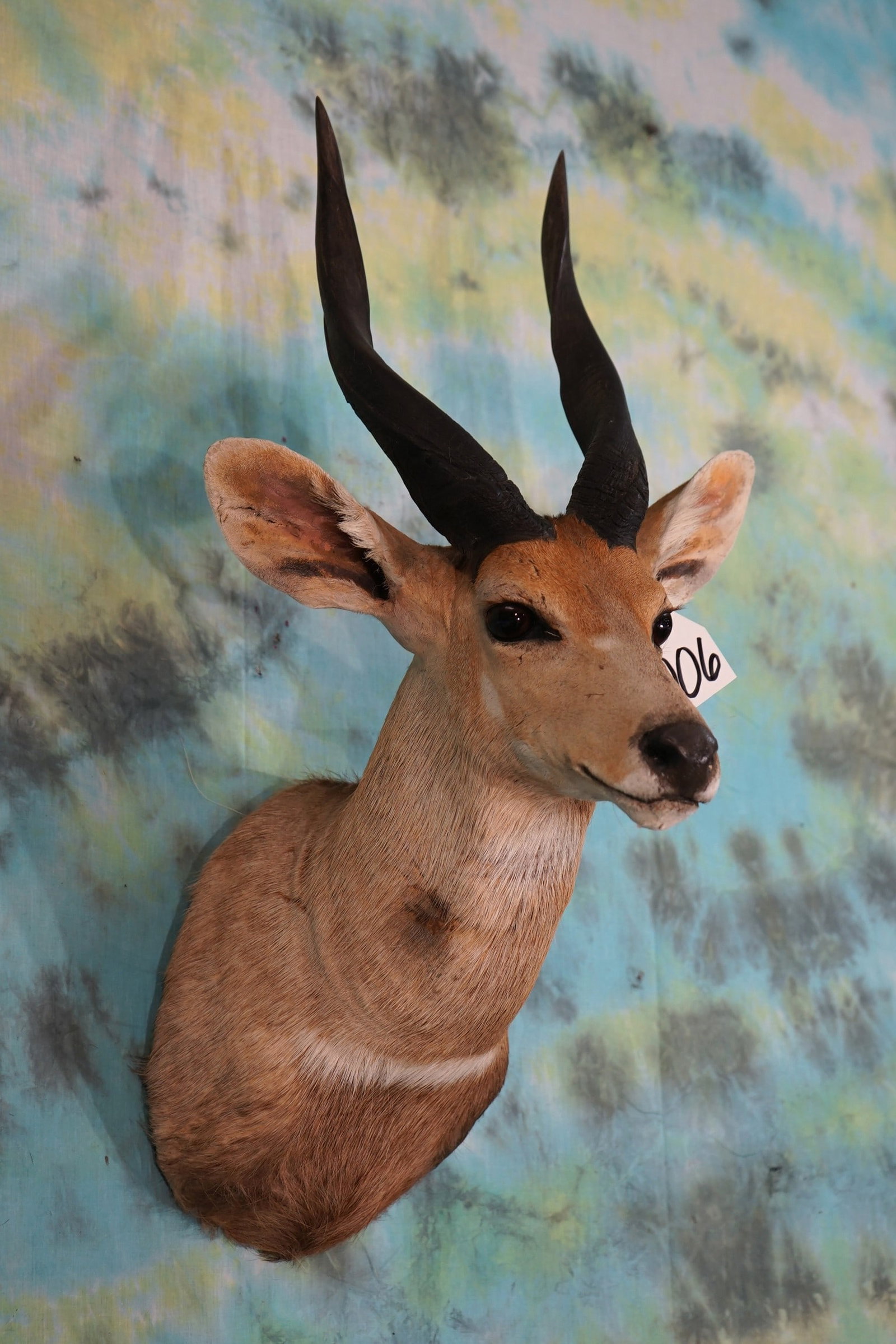 African Chobe Bushbuck Antelope Shoulder Taxidermy Mount (1 of 4)