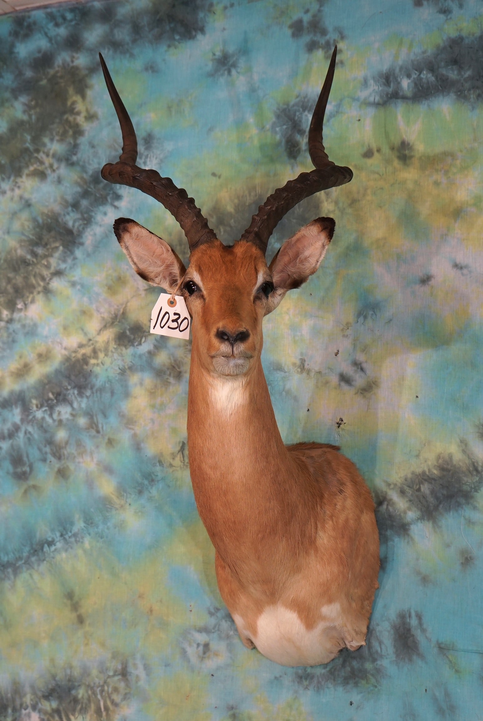 African Impala Shoulder Taxidermy Ram Mount (1 of 3)