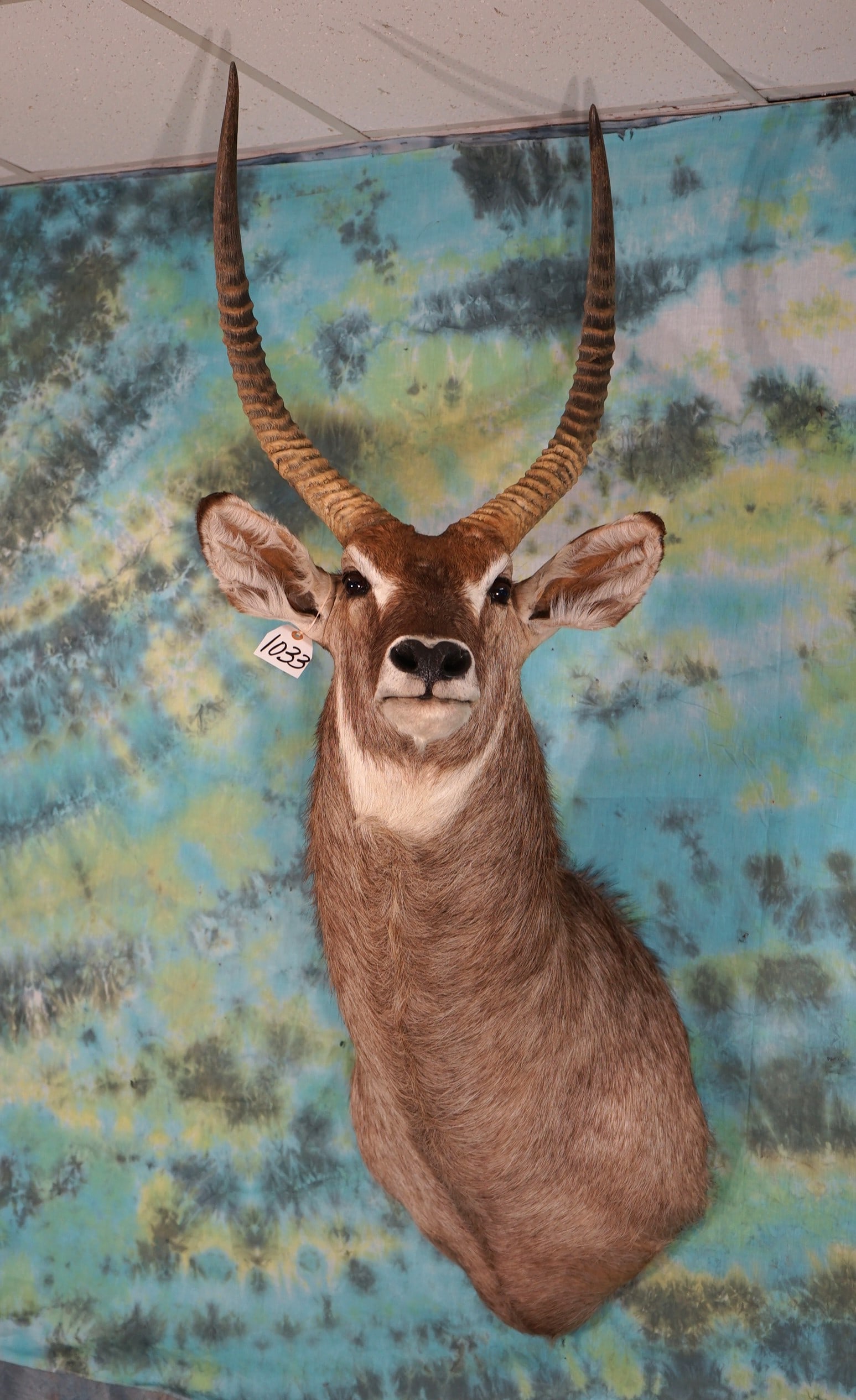 African Common Waterbuck Shoulder Taxidermy Mount (1 of 2)