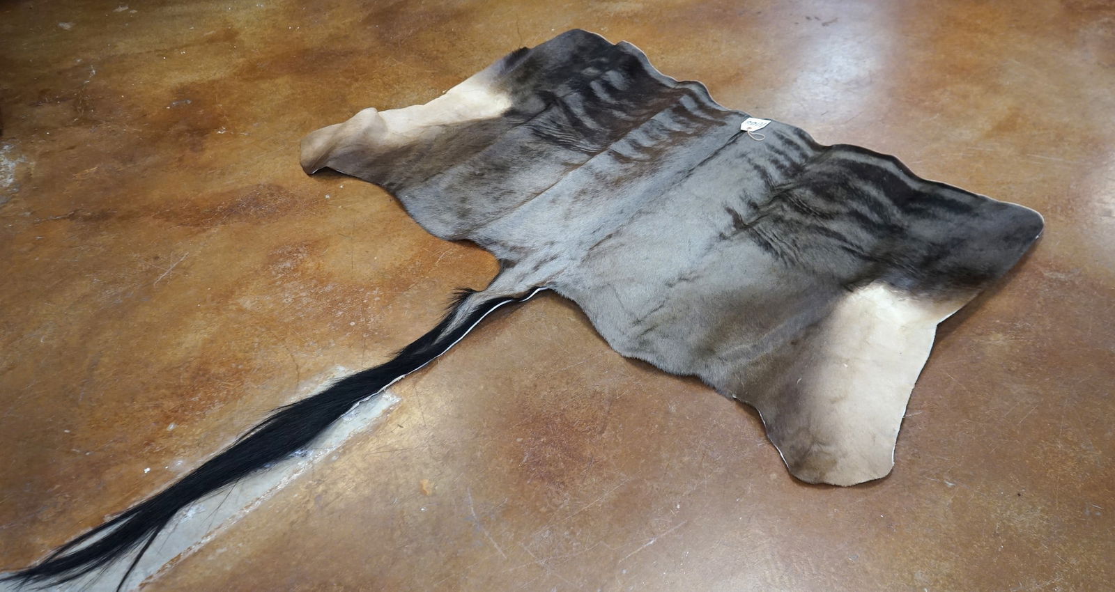 African Blue Wildebeest Tanned Backskin Taxidermy (1 of 2)