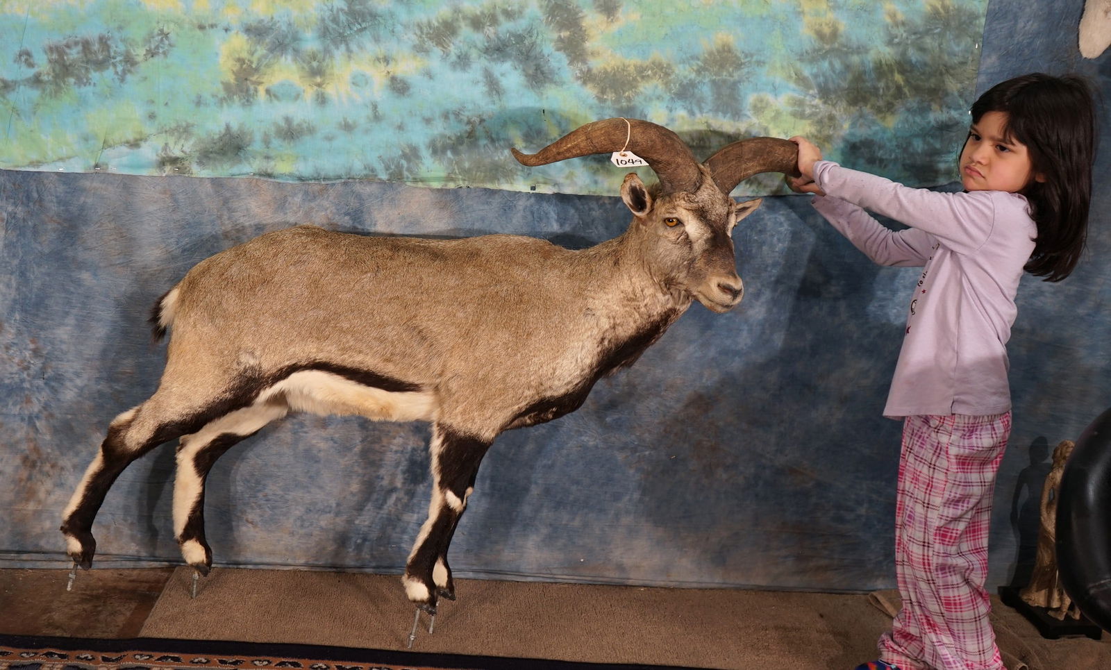Full Body Chinese Blue Sheep Taxidermy Mount (1 of 3)