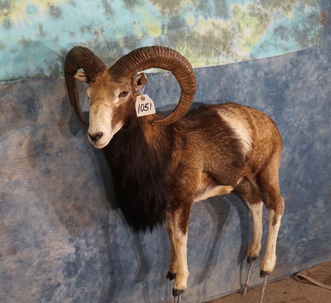 European Mouflon Sheep Full Body Ram Taxidermy Mount (1 of 5)