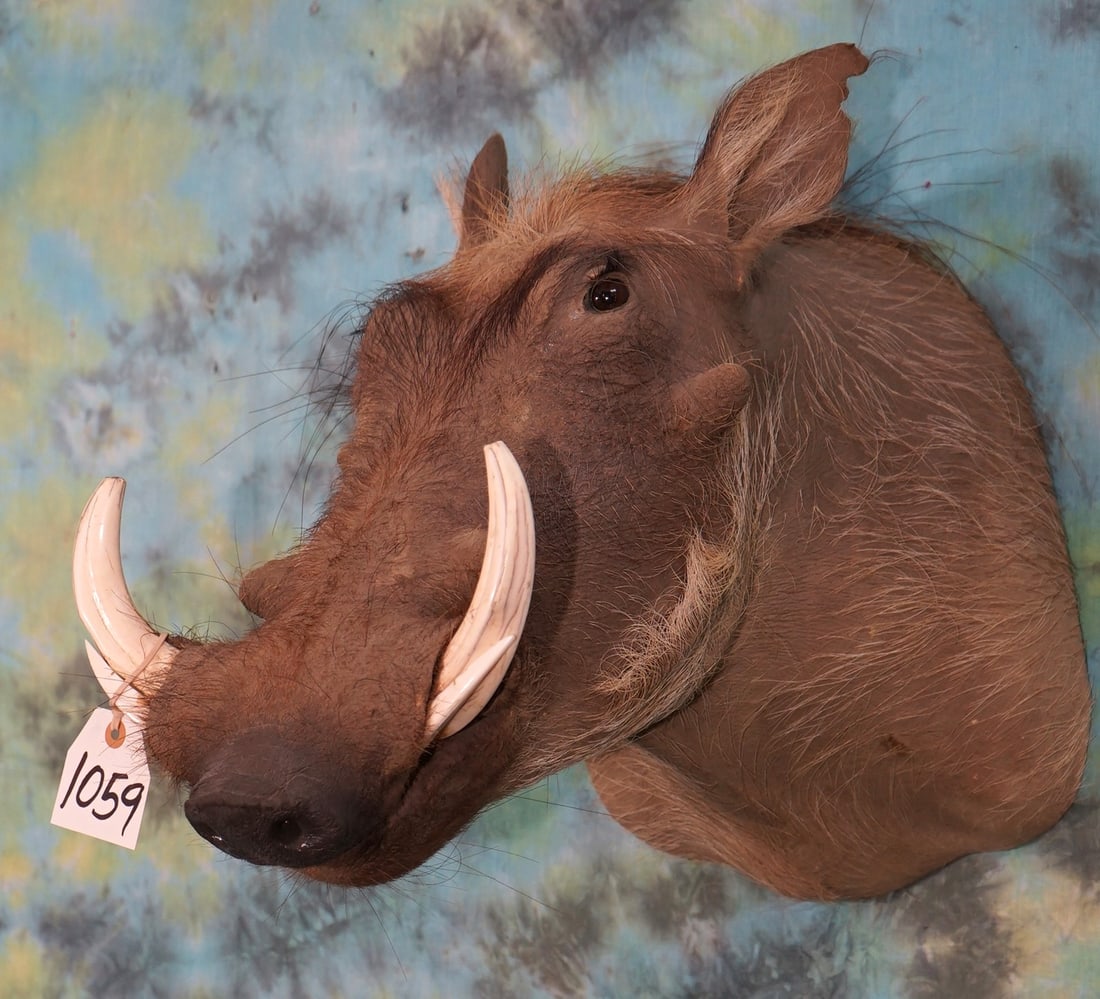 African Warthog Shoulder Taxidermy Mount (1 of 3)