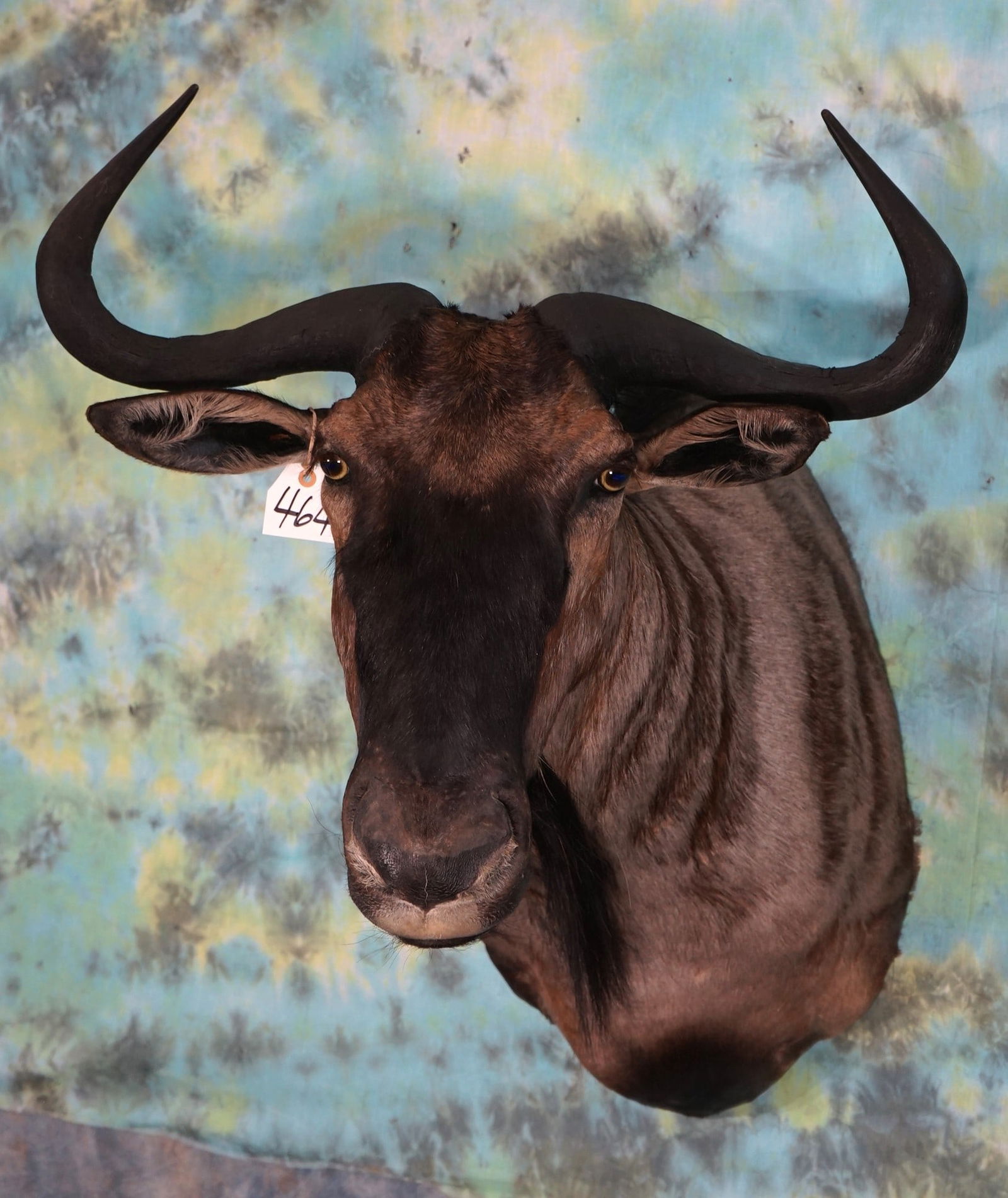 African Blue Wildebeest Shoulder Taxidermy Mount (1 of 3)