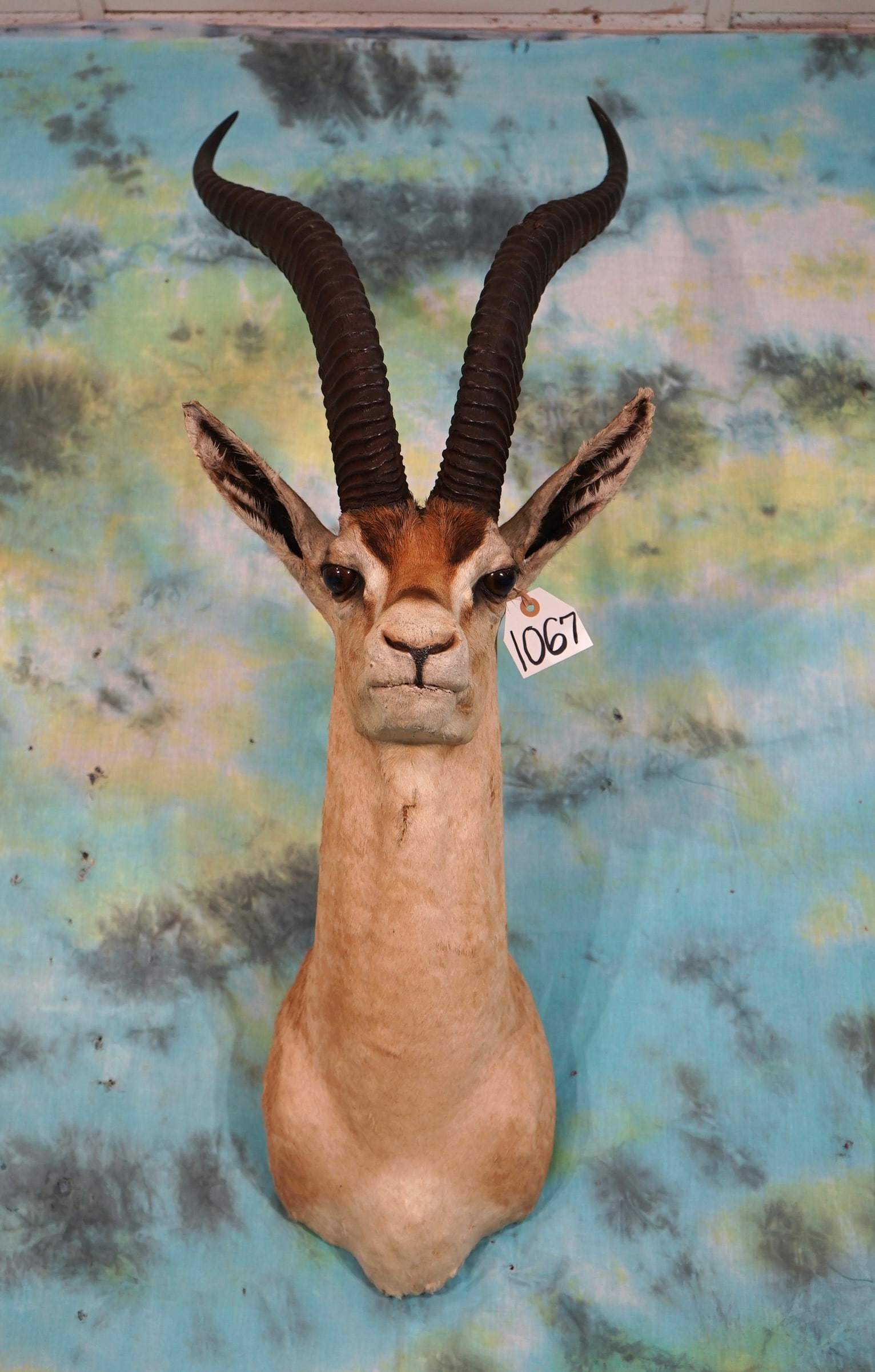 African Grant's Gazelle Shoulder Taxidermy Mount (1 of 2)
