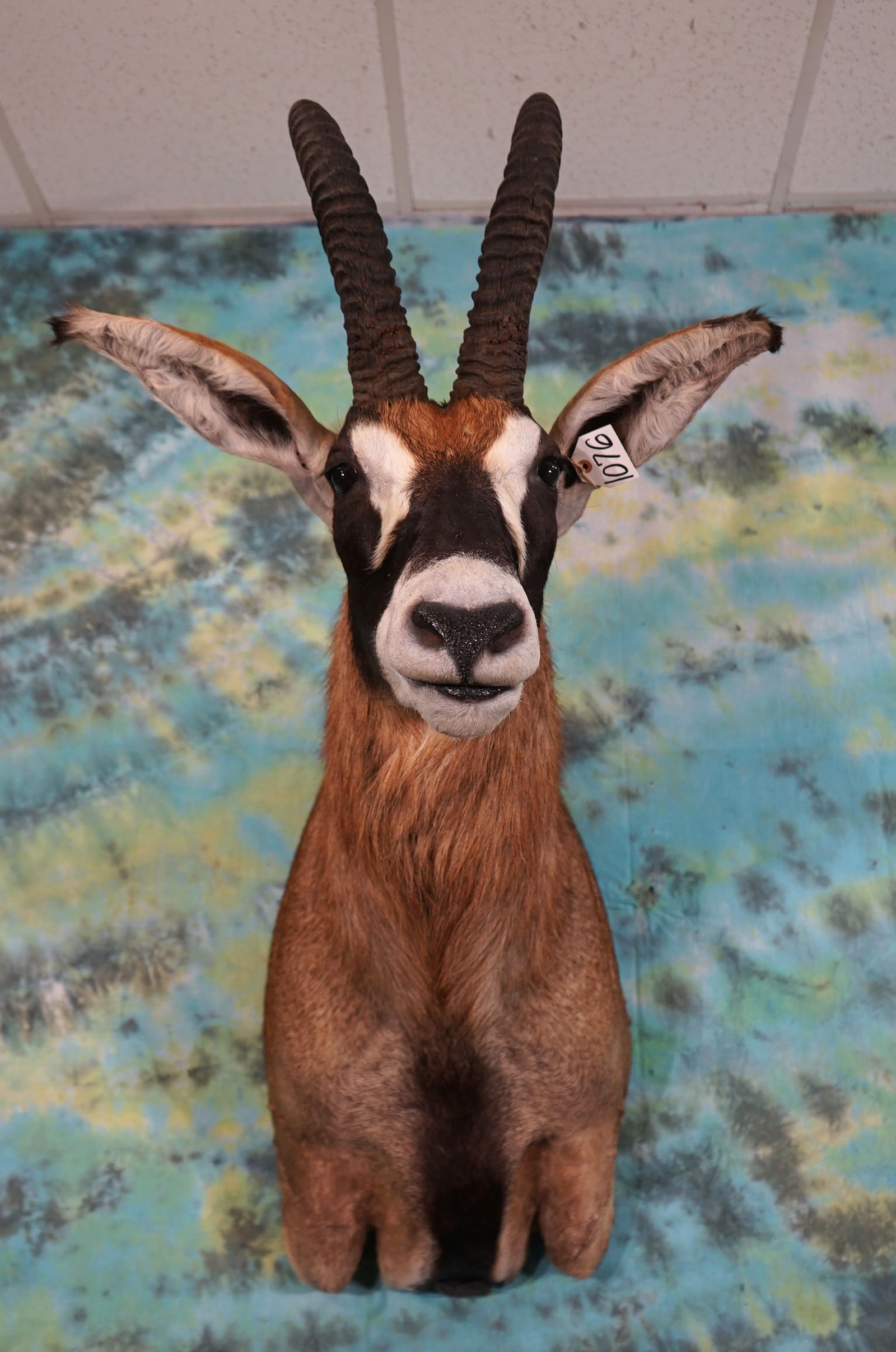African Roan Antelope Shoulder Taxidermy Mount (1 of 2)