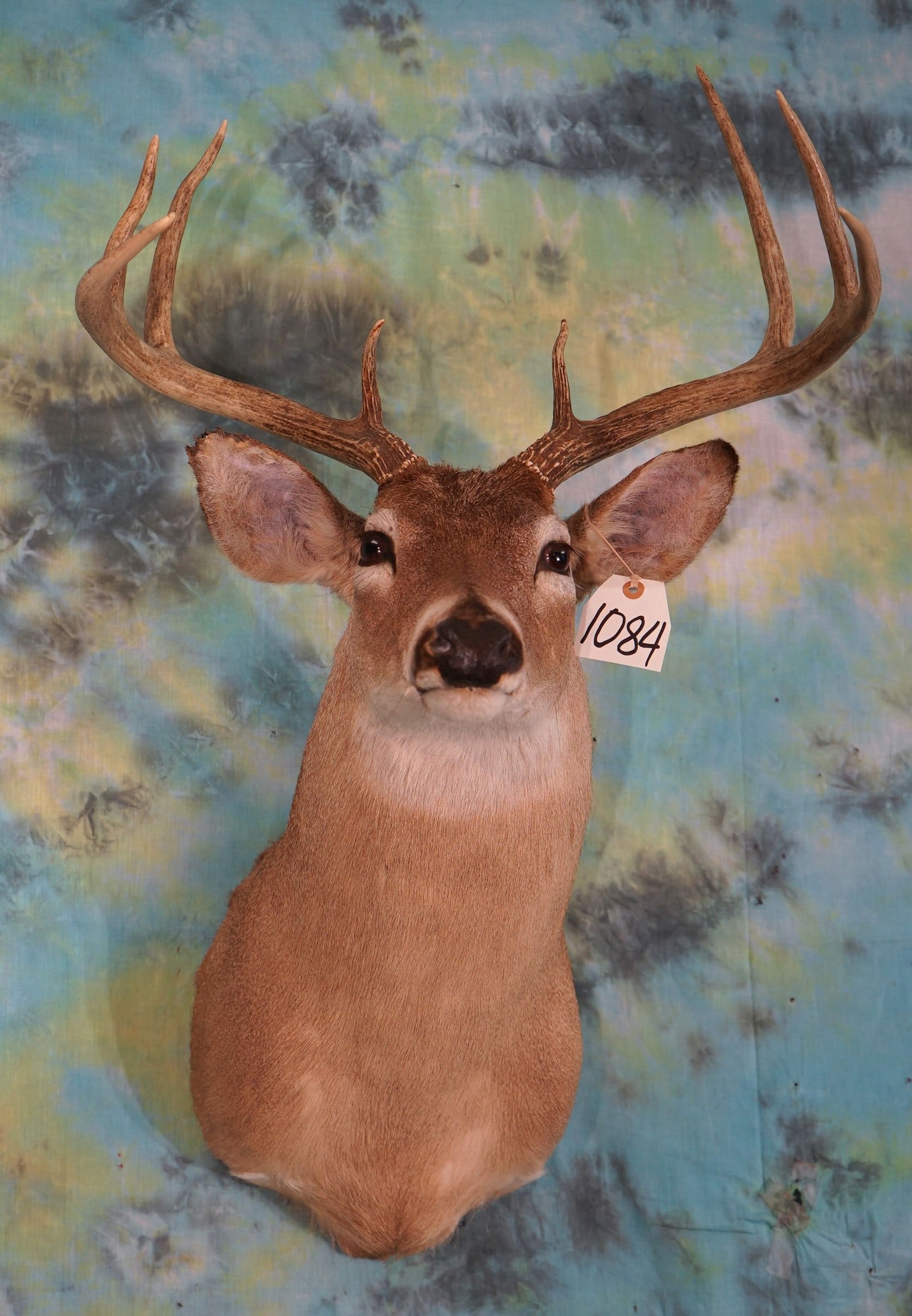 8pt. Whitetail Deer Shoulder Taxidermy Mount (1 of 2)