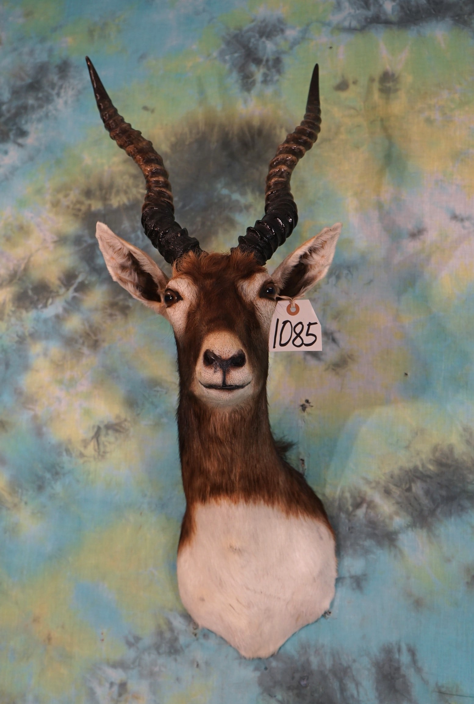 Blackbuck Antelope Shoulder Taxidermy Mount (1 of 2)