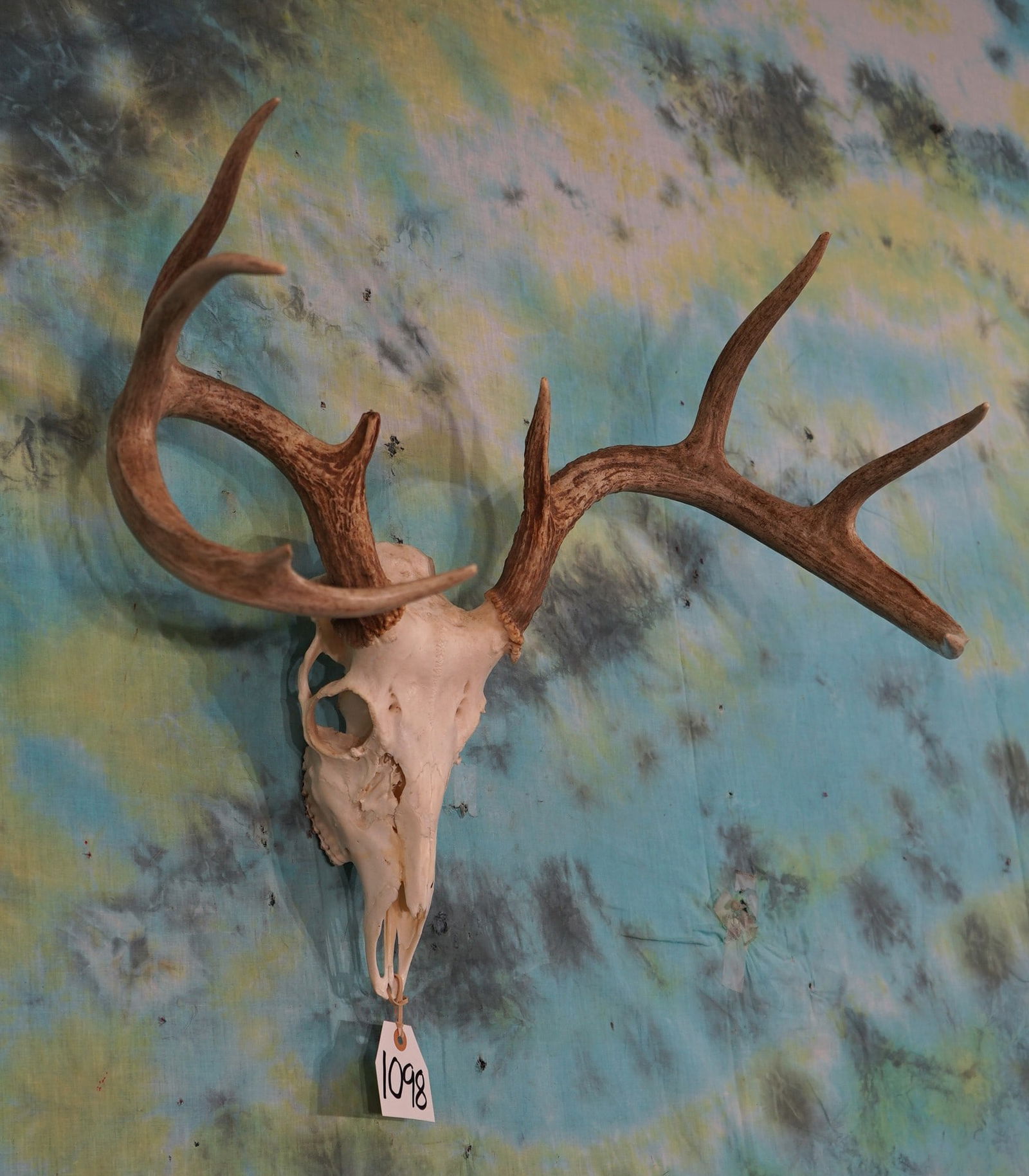 9pt. Whitetail Deer Skull Taxidermy (1 of 2)